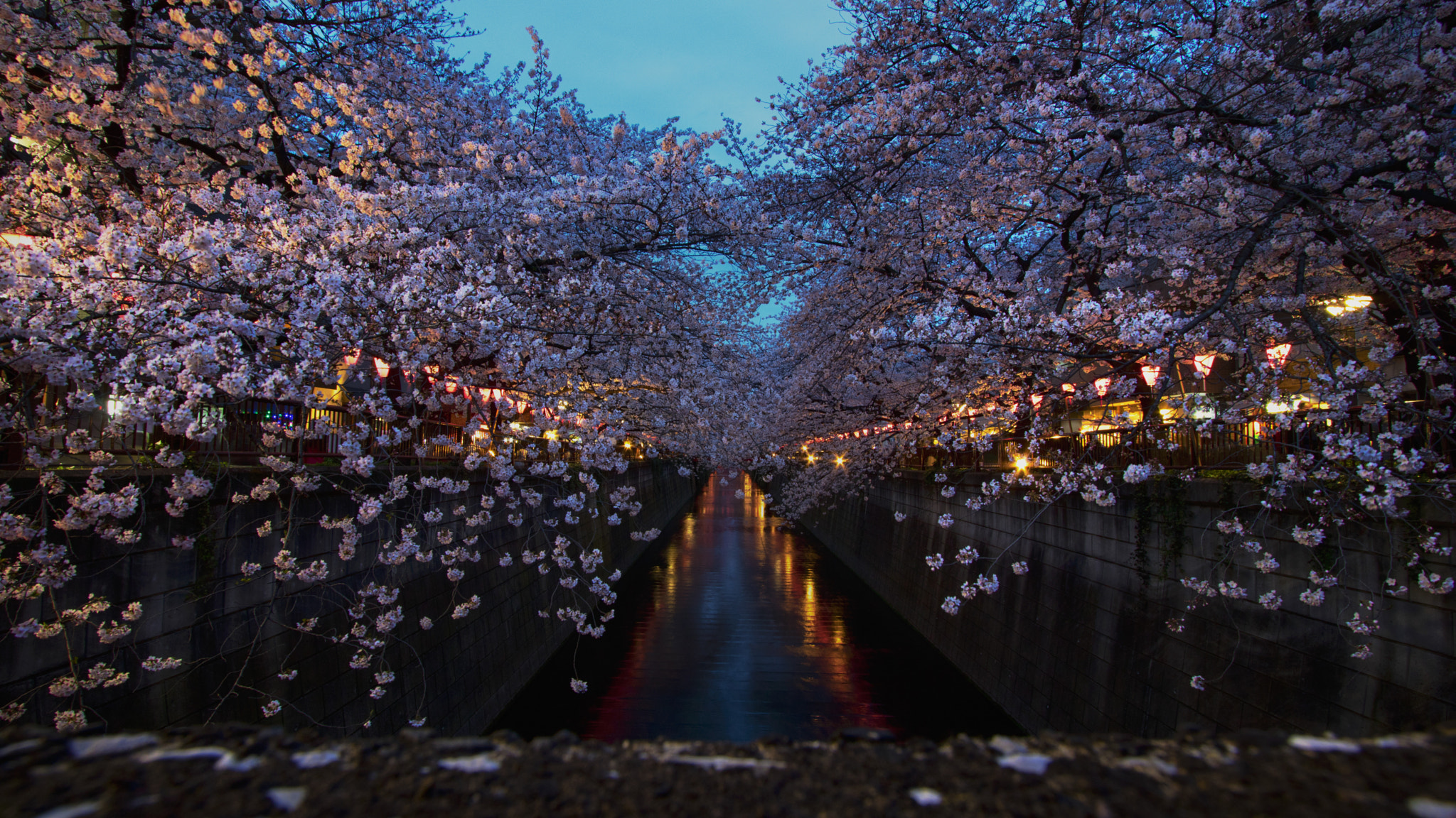 Canon EOS M3 + Canon EF-S 10-22mm F3.5-4.5 USM sample photo. Cherry blossoms sakura sunset at naka meguro photography