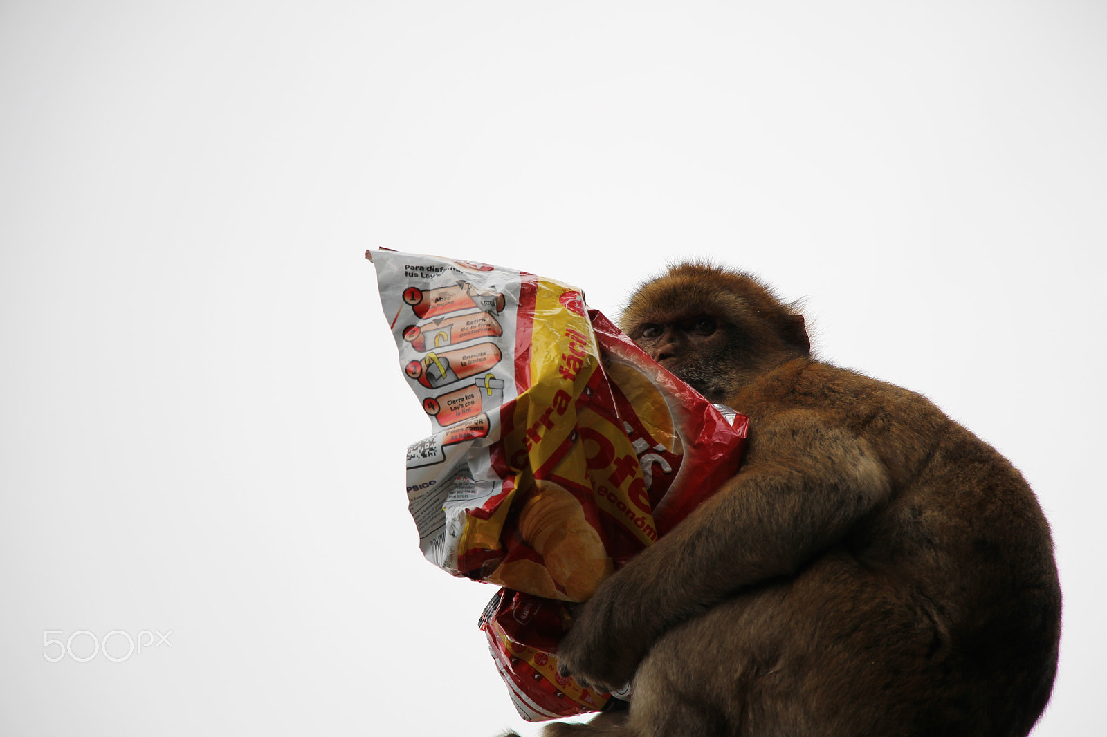 Canon EF-S 18-135mm F3.5-5.6 IS STM sample photo. Monkey thief photography