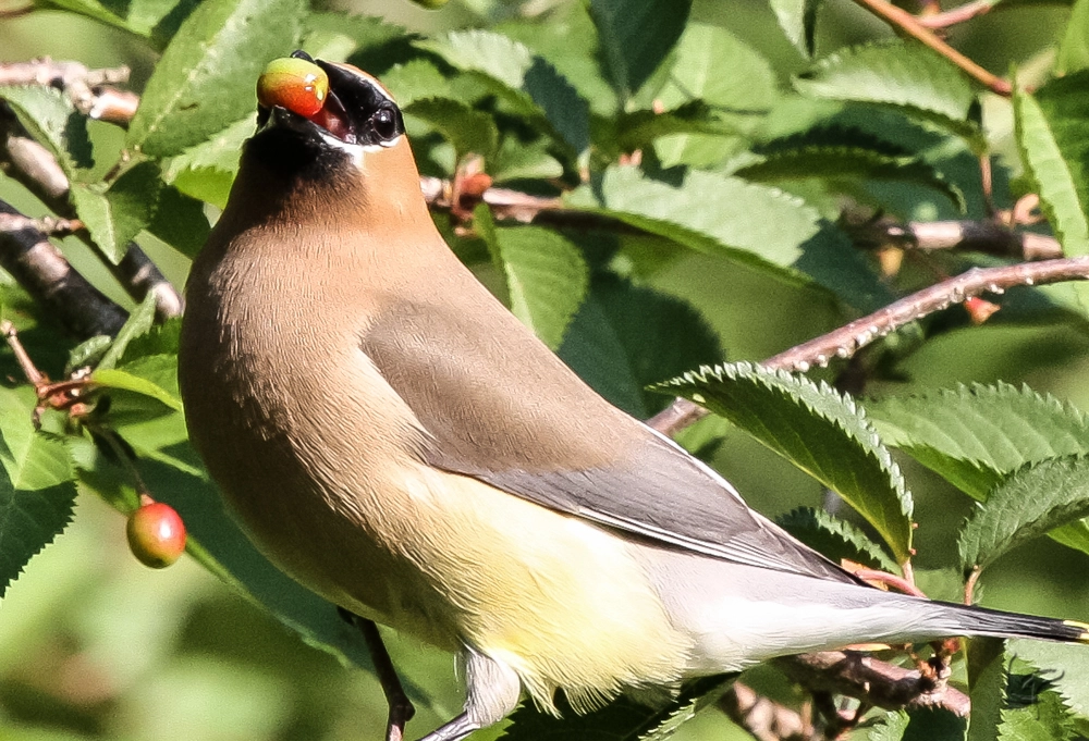Canon EF 100-400mm F4.5-5.6L IS USM sample photo. Cedar waxwing photography