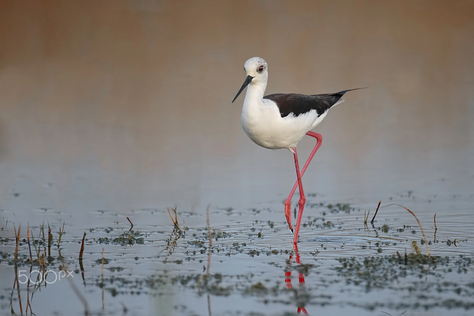 Sigma 150-600mm F5-6.3 DG OS HSM | C sample photo. Cavaliere d'italia photography