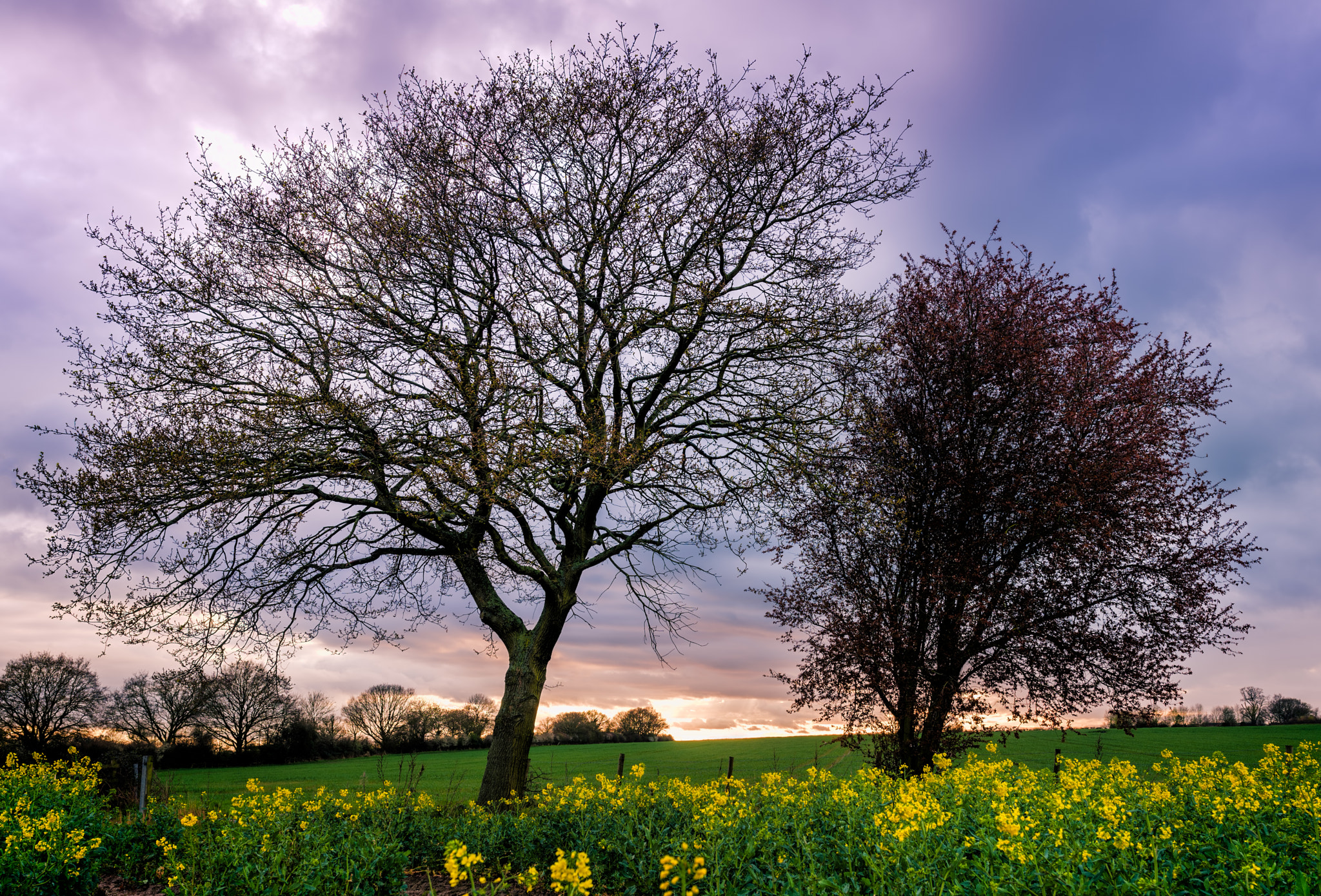 Sony a7R + Sigma 35mm F1.4 DG HSM Art sample photo. Spring in the fields photography