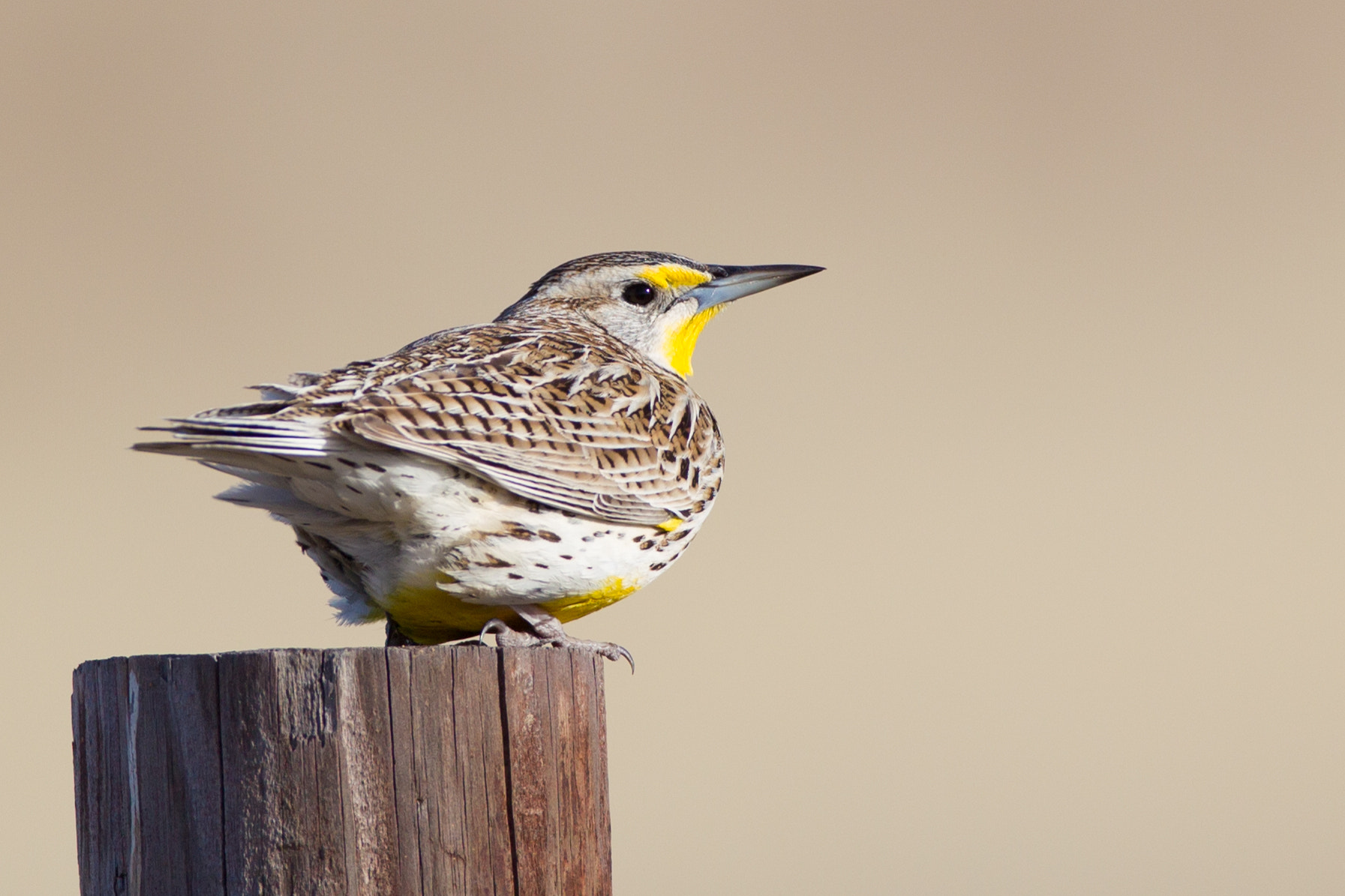 Canon EOS-1D Mark IV + Canon EF 600mm f/4L IS sample photo. Western meadowlark photography