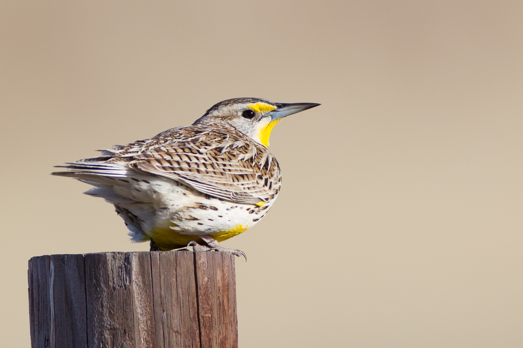 Canon EF 600mm f/4L IS sample photo. Western meadowlark photography