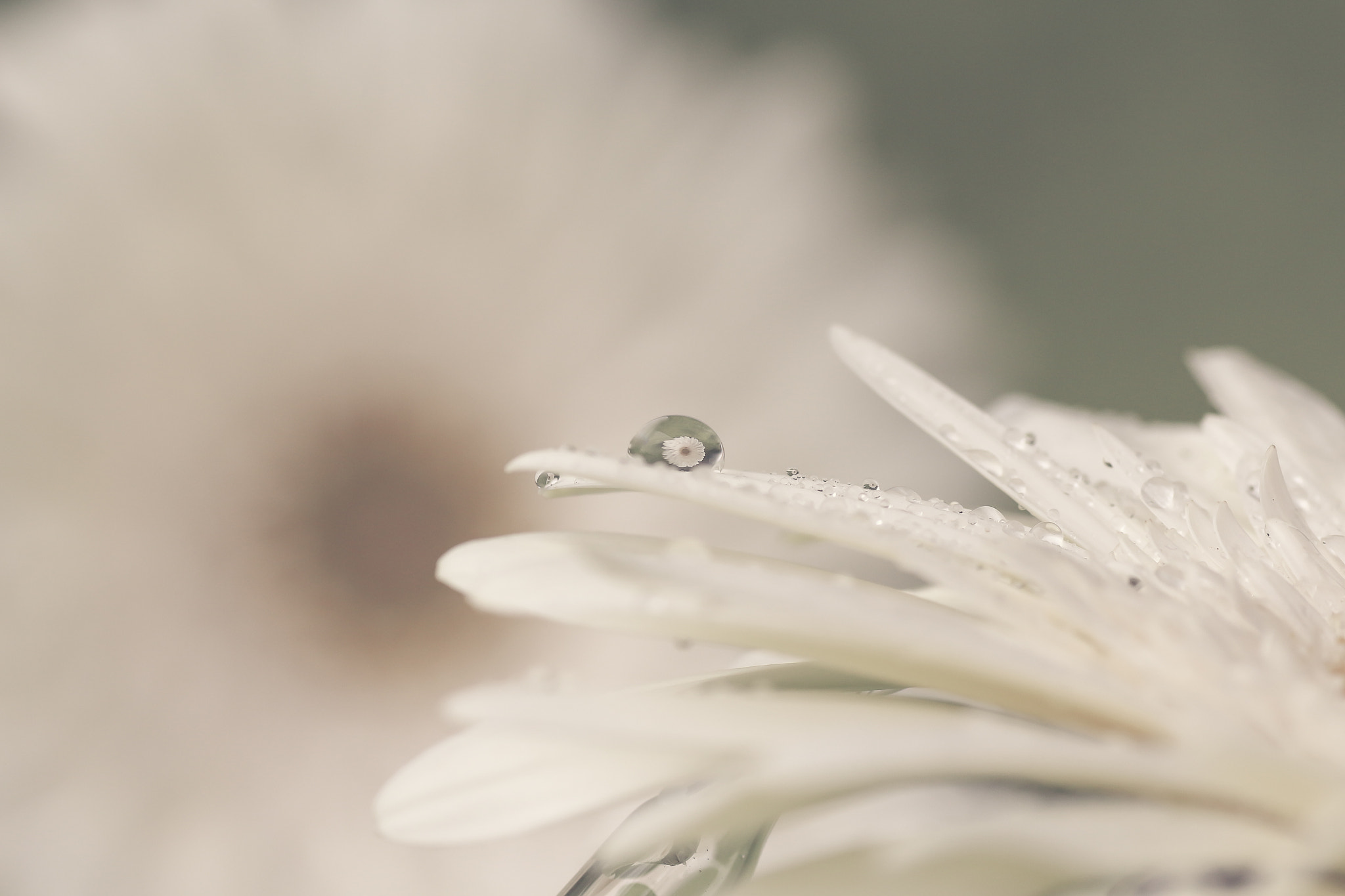 Canon EOS 650D (EOS Rebel T4i / EOS Kiss X6i) + Tamron SP AF 90mm F2.8 Di Macro sample photo. Flower in droplet photography