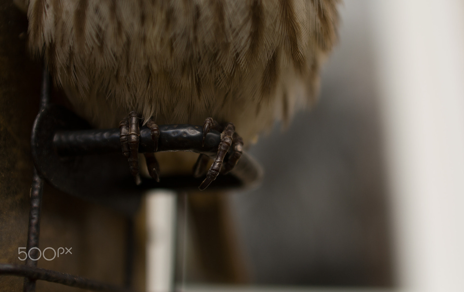 AF Zoom-Nikkor 28-85mm f/3.5-4.5 sample photo. Birdd photography