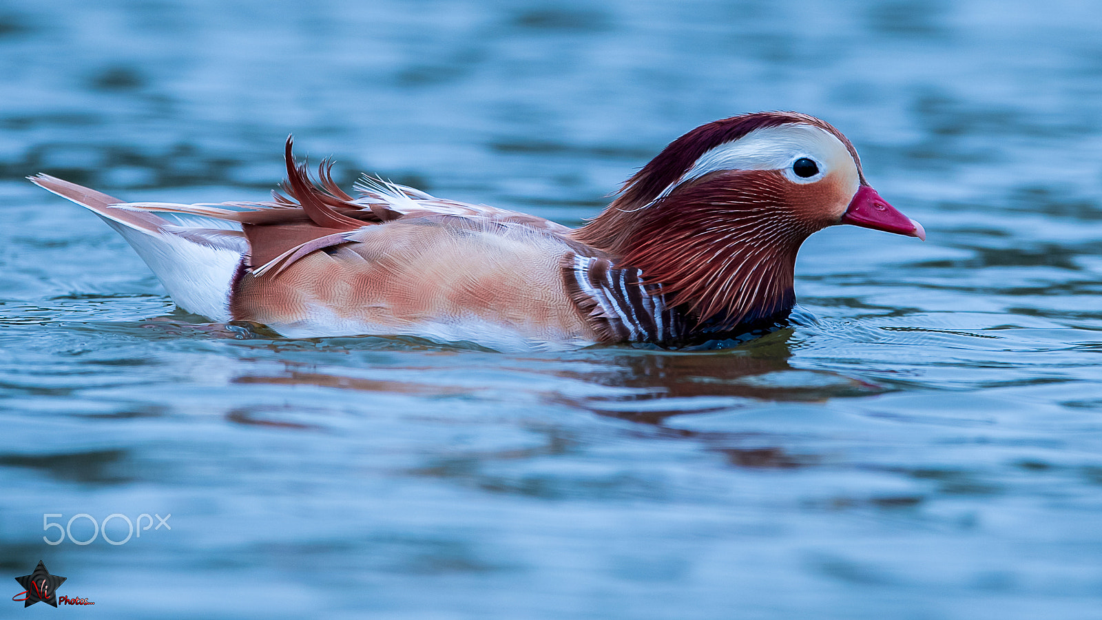 Nikon D5 sample photo. Mandarin duck_psn0400.jpg photography