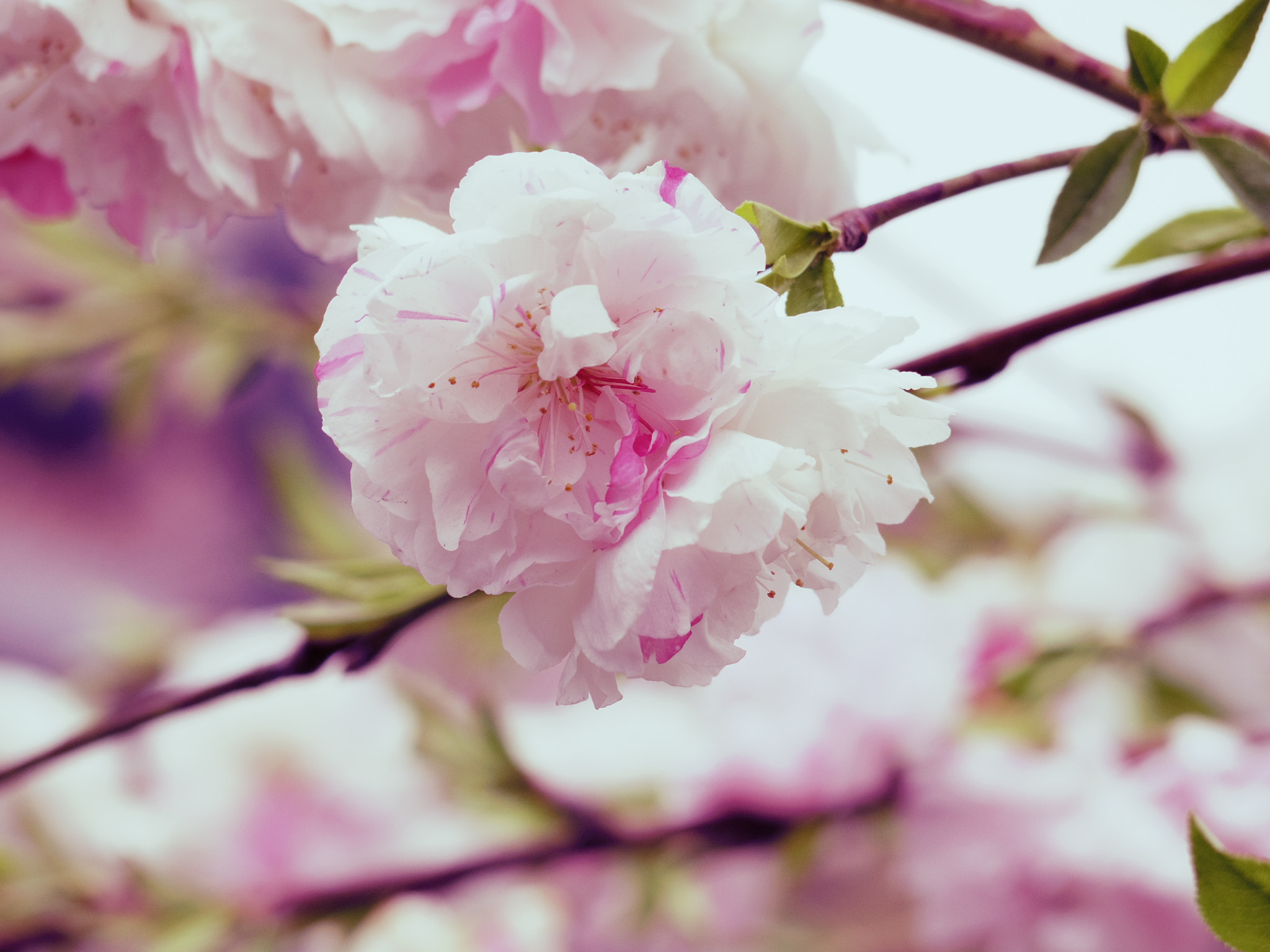 Pentax 06 Telephoto 15-45mm sample photo. Peach blossom photography