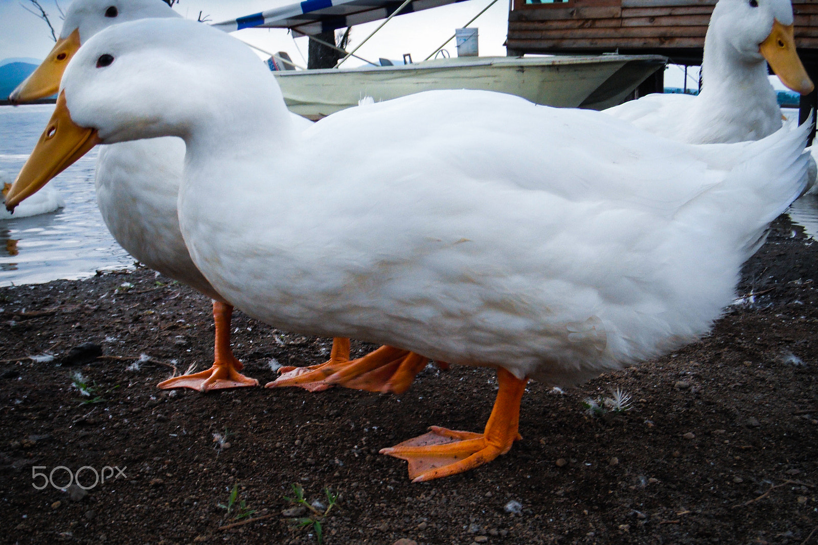 FujiFilm FinePix Z70 (FinePix Z71) sample photo. Beautiful white duck photography