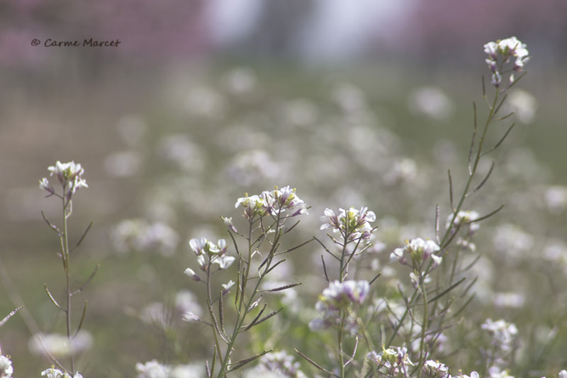 Canon EF 55-200mm F4.5-5.6 II USM sample photo. Springtime photography