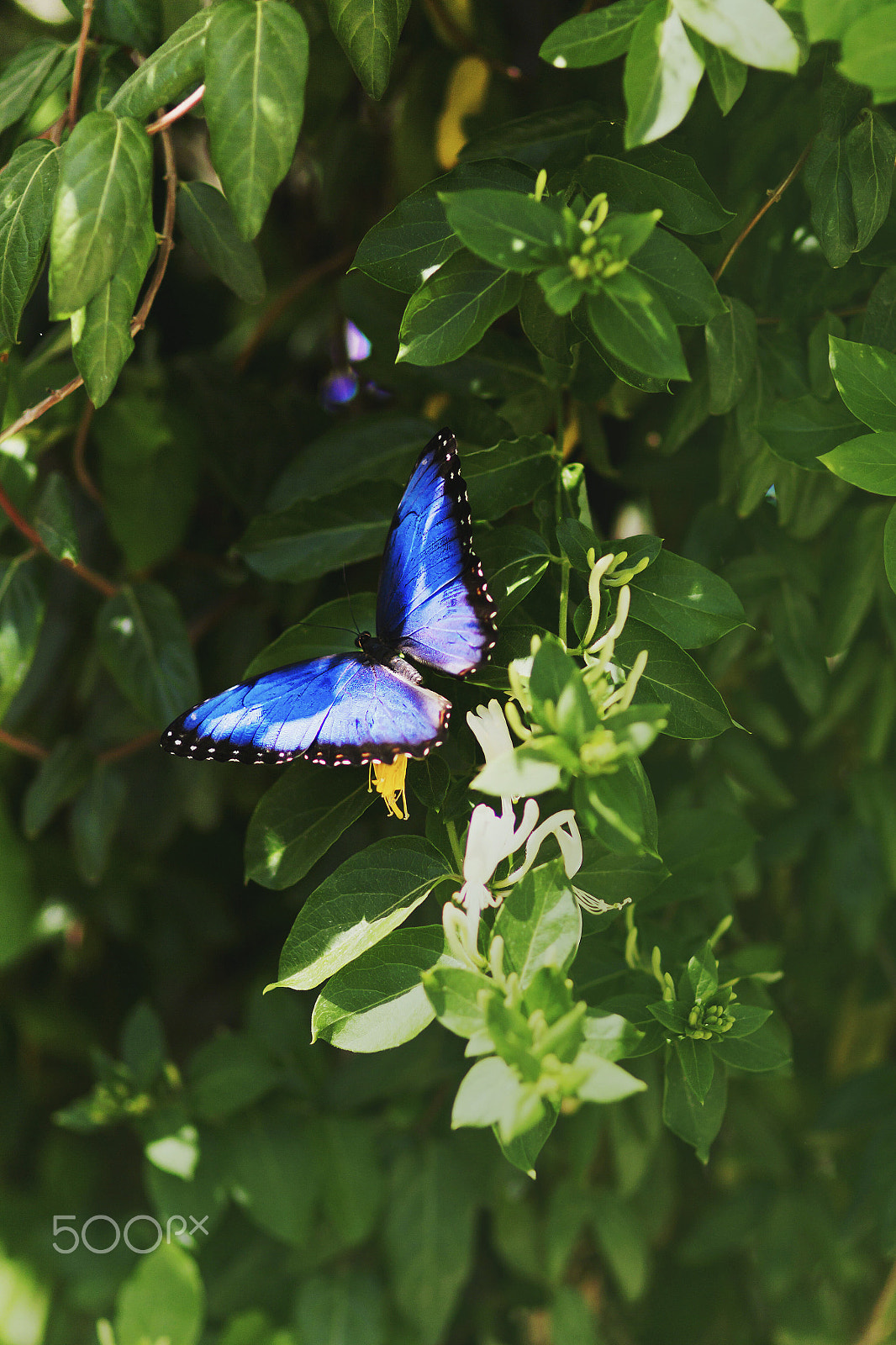 Sigma 85mm F1.4 EX DG HSM sample photo. Little blue photography