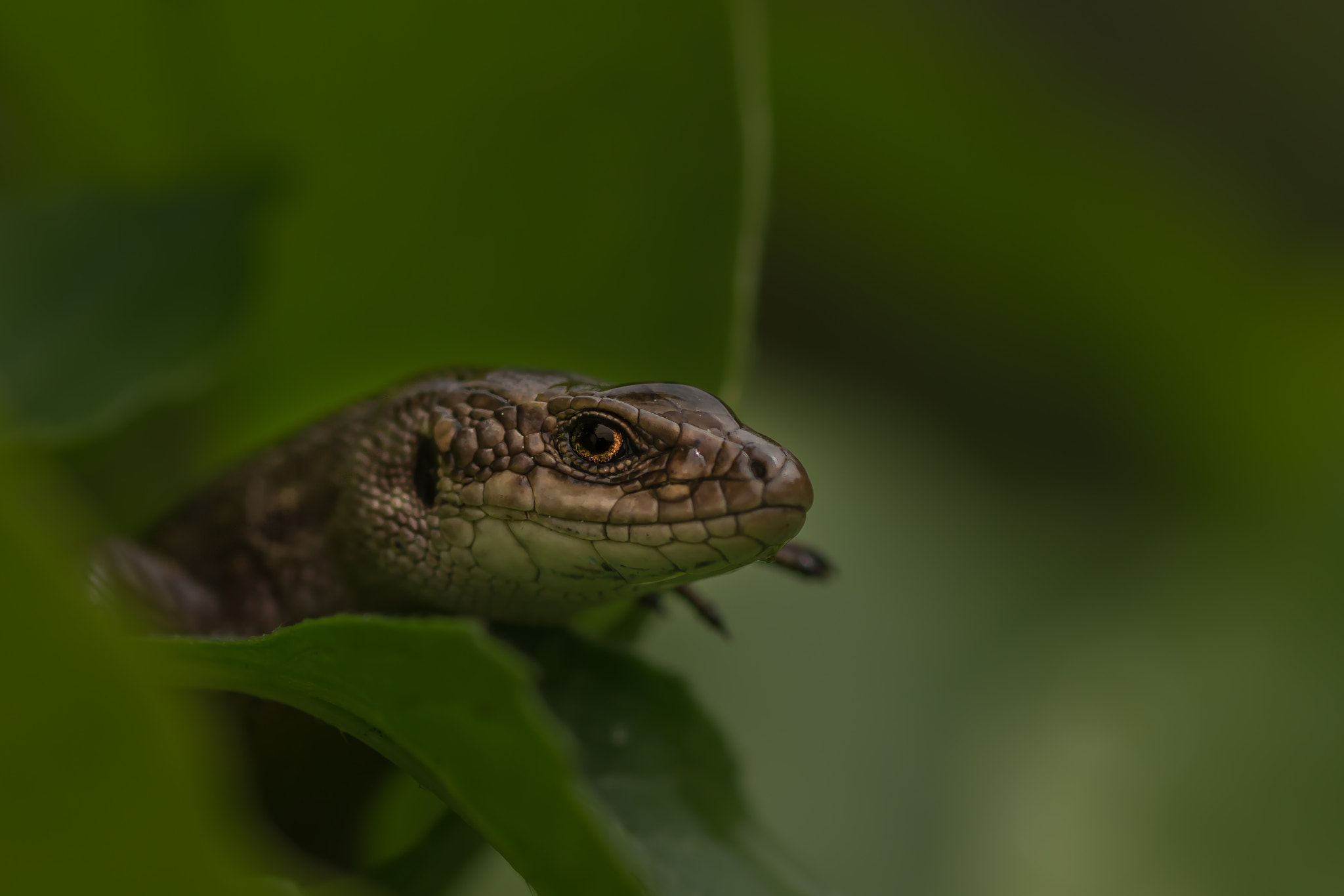 Tamron SP AF 90mm F2.8 Di Macro sample photo. Small dragon  photography