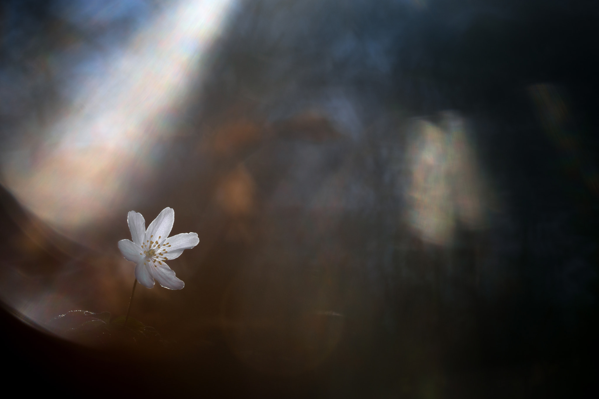 Sigma 150mm F2.8 EX DG OS Macro HSM sample photo. Spotlight photography