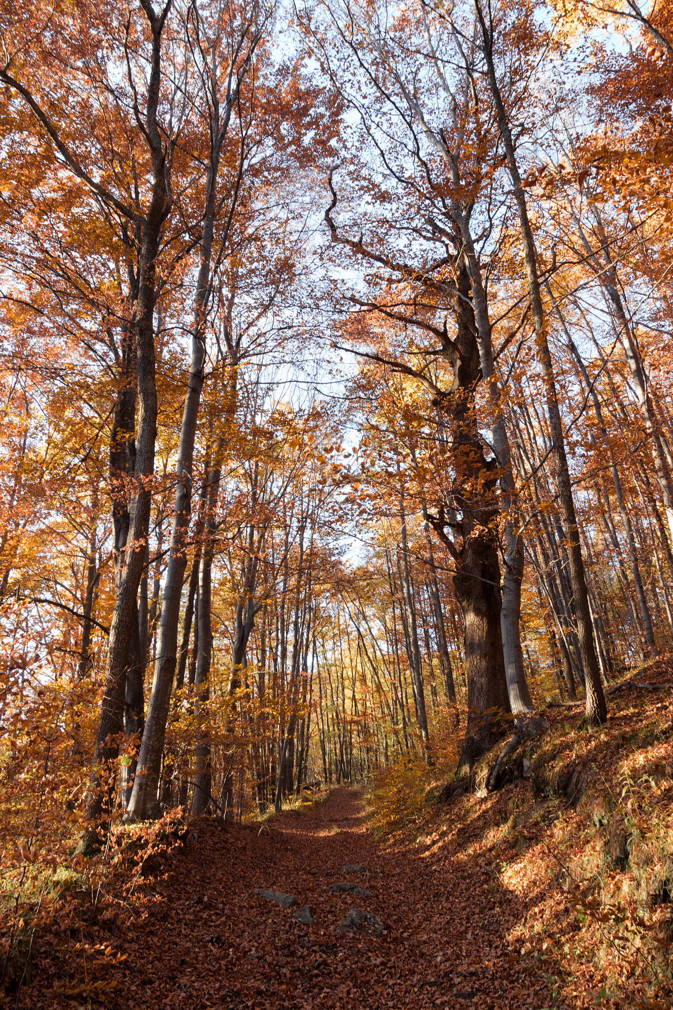 Tamron SP AF 17-50mm F2.8 XR Di II LD Aspherical (IF) sample photo. Autumn trail photography