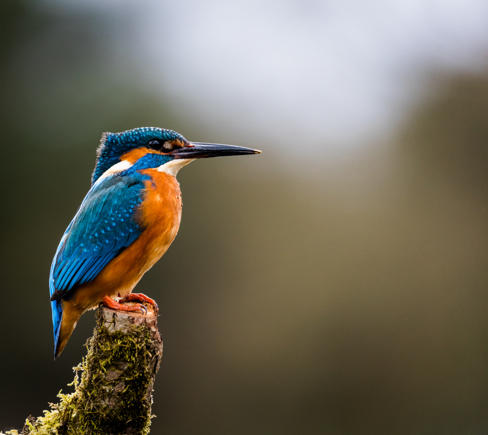 Canon EF 100-400mm F4.5-5.6L IS II USM sample photo. Kingfisher photography