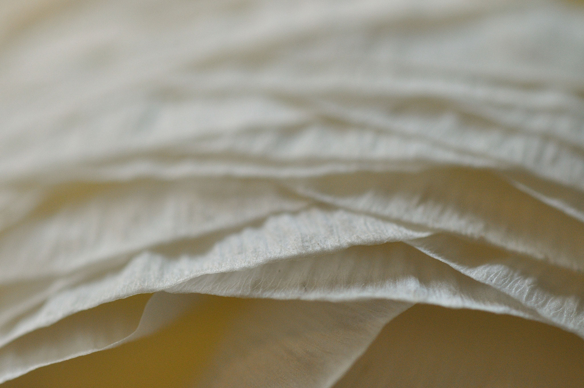 Tamron SP AF 90mm F2.8 Di Macro sample photo. Ranonkel i photography