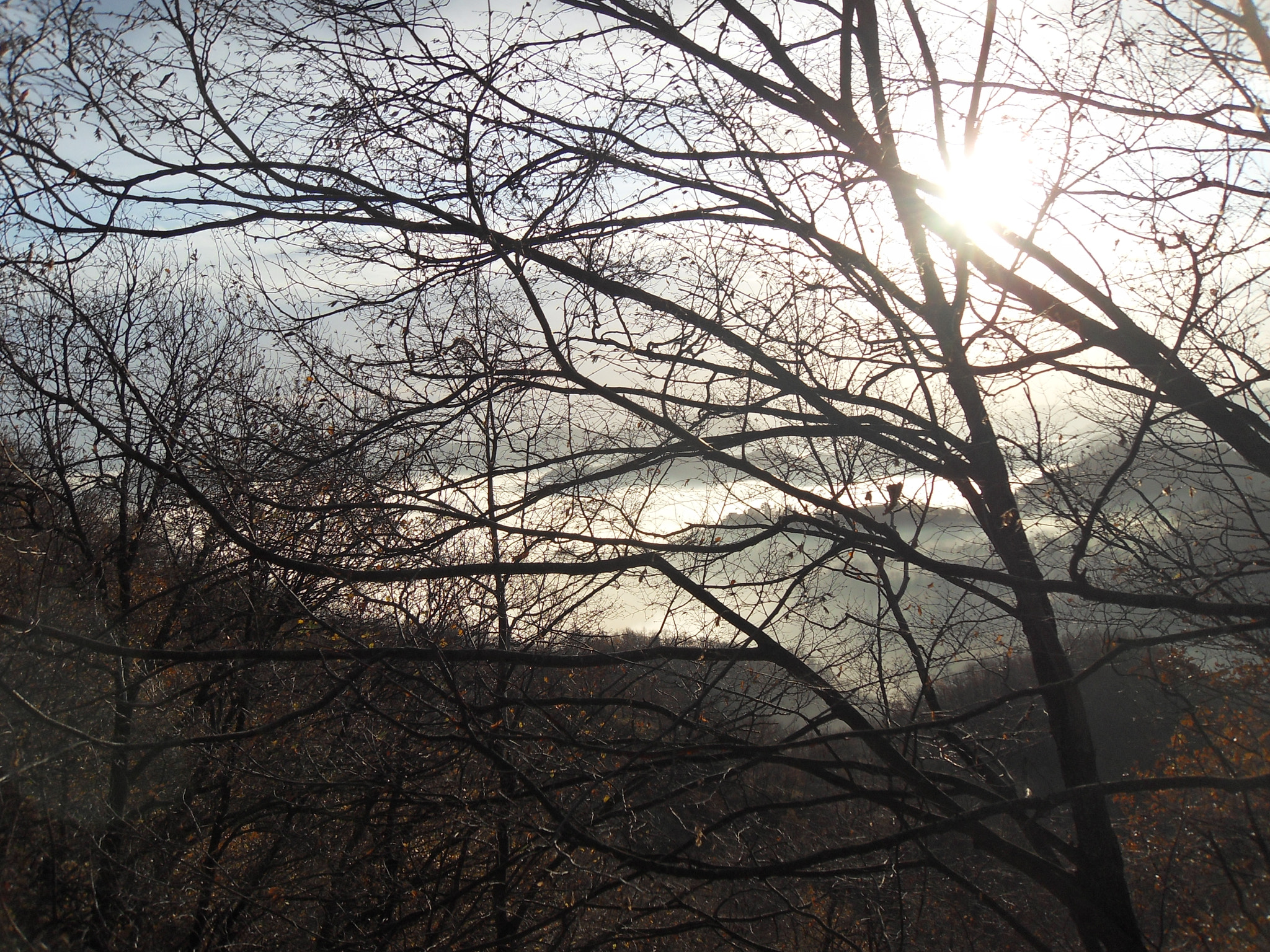 Samsung PL60 / VLUU PL60 /  SL420 sample photo. Morning between trees photography