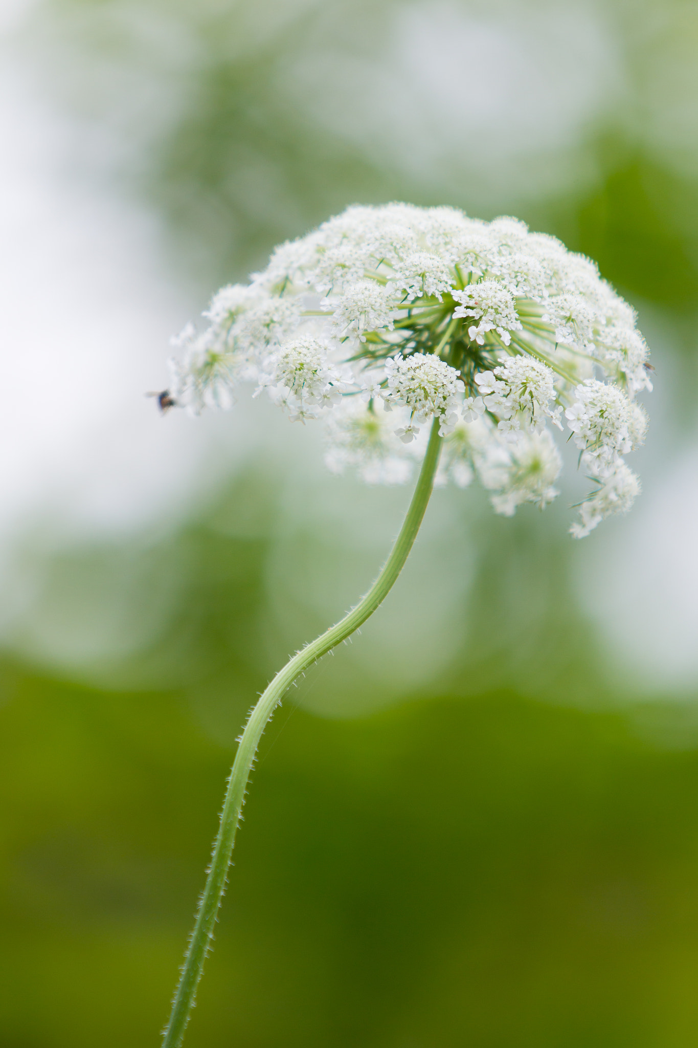 Canon EOS-1D Mark IV + Canon EF 70-200mm F2.8L USM sample photo. Flower photography