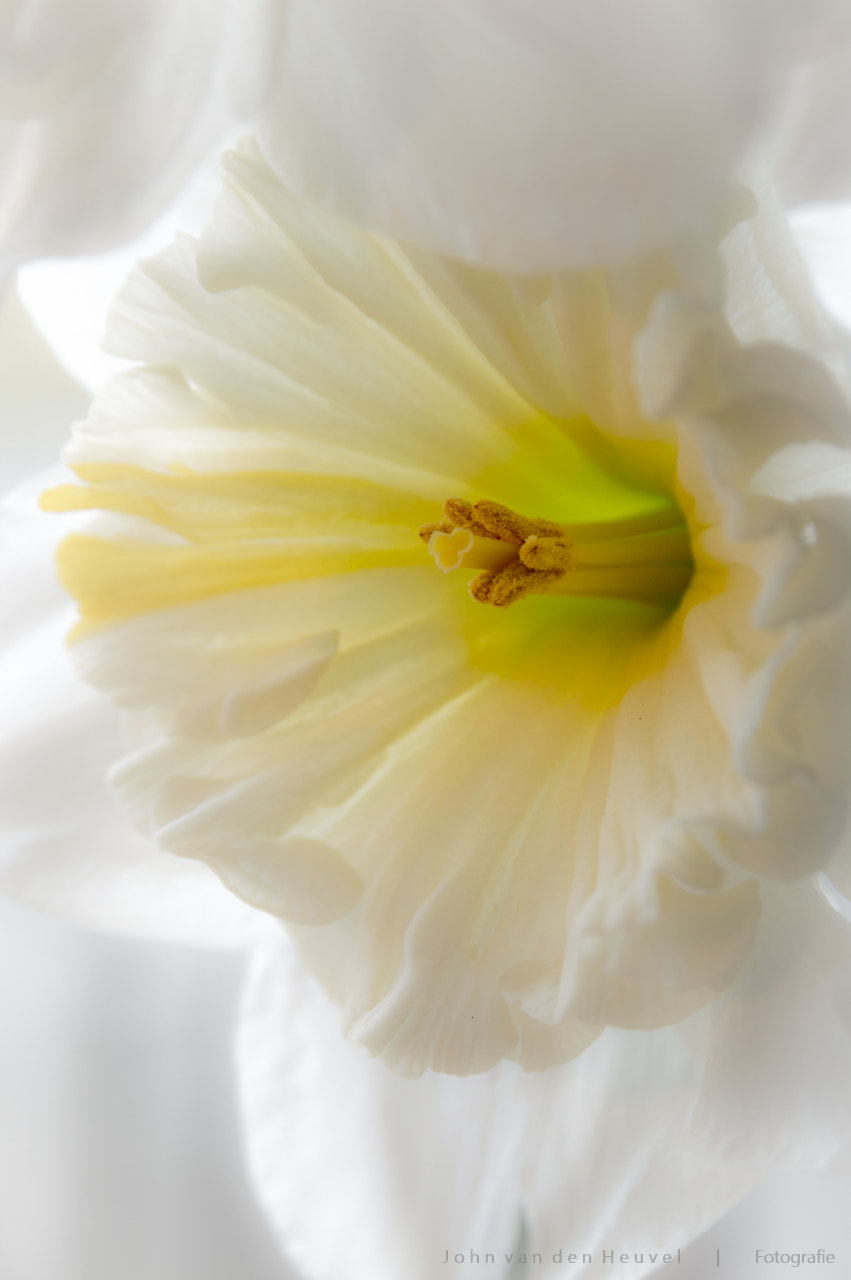 Sigma 17-70mm F2.8-4 DC Macro OS HSM | C sample photo. Narcis photography