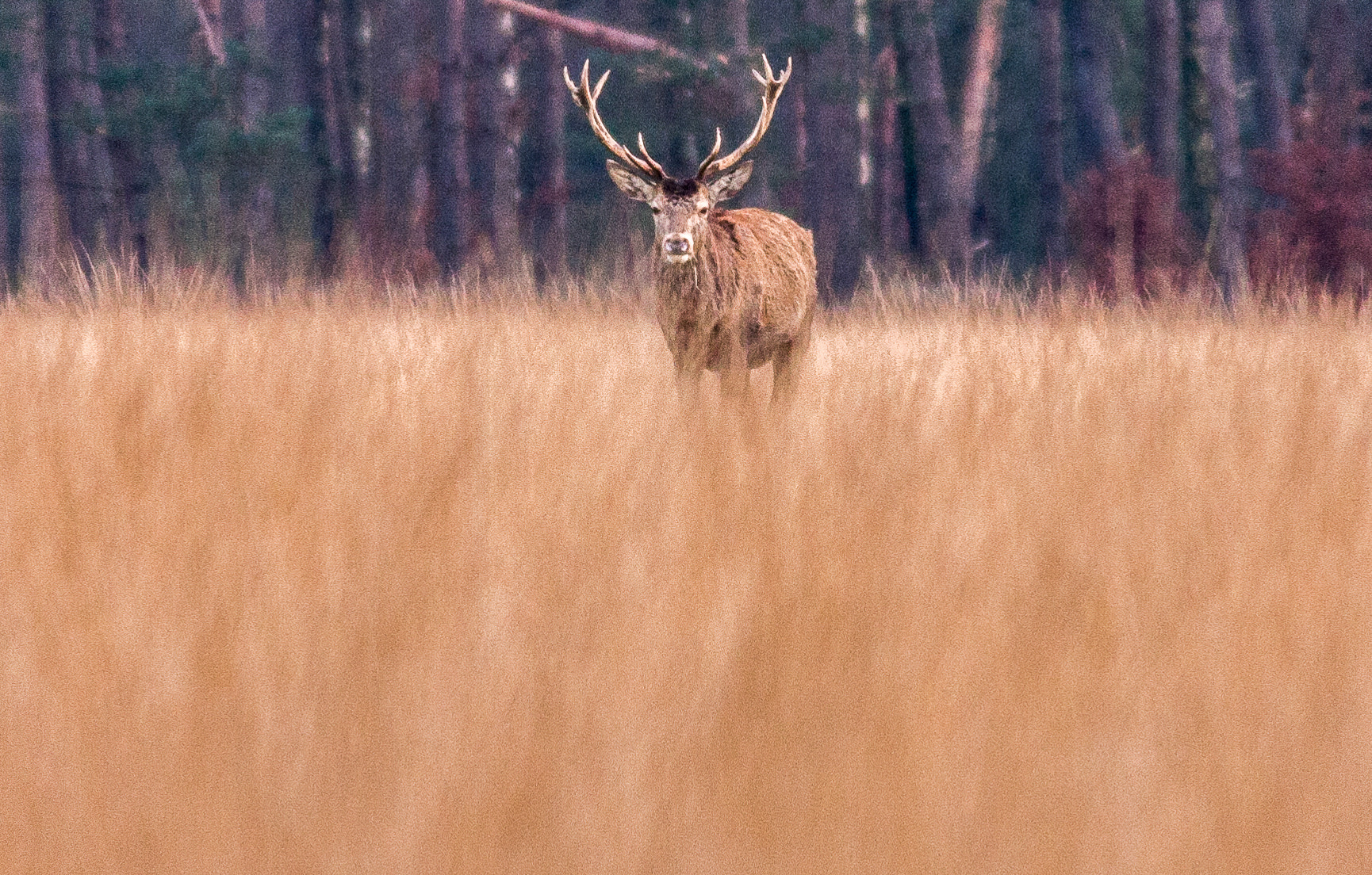 Canon EOS 40D + Canon EF 400mm F5.6L USM sample photo. Who's that guy? photography