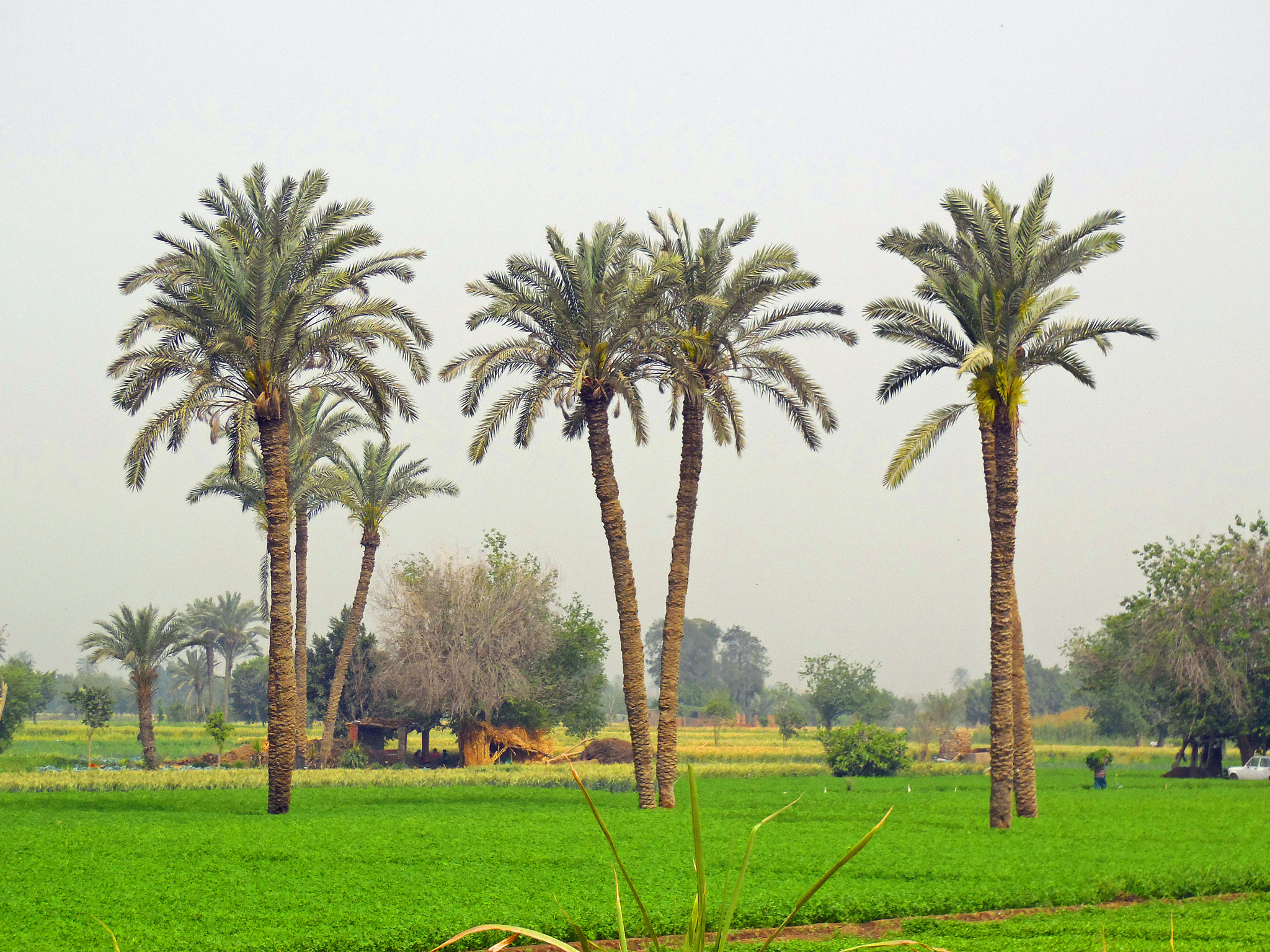 Samsung WB2200F sample photo. Cairo country side. photography