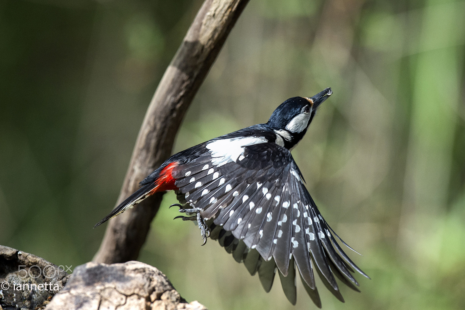 Nikon AF-S Nikkor 400mm F2.8G ED VR II sample photo. Picchio photography