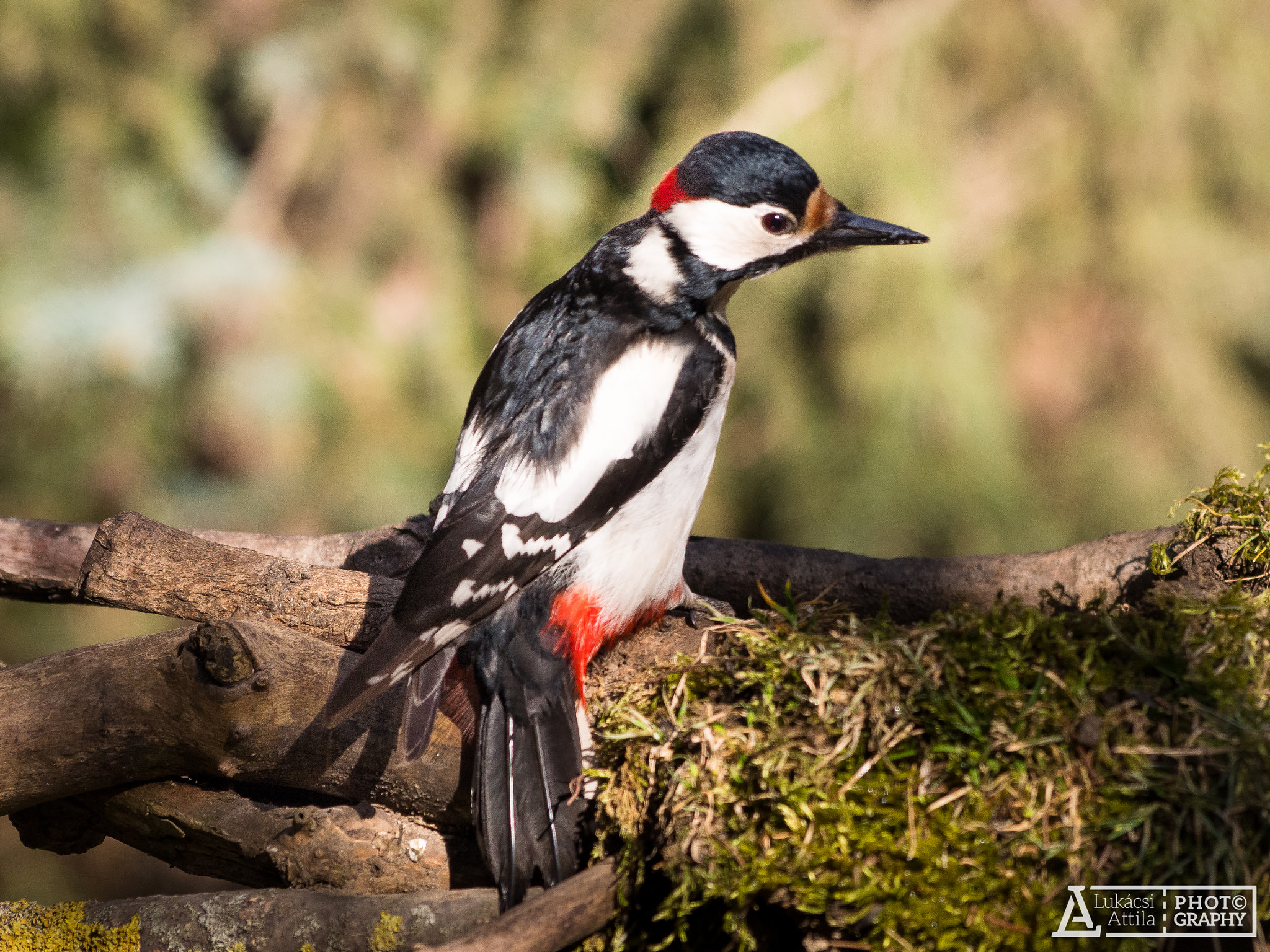 Olympus PEN E-PL5 sample photo. Great spotted woodpecker photography