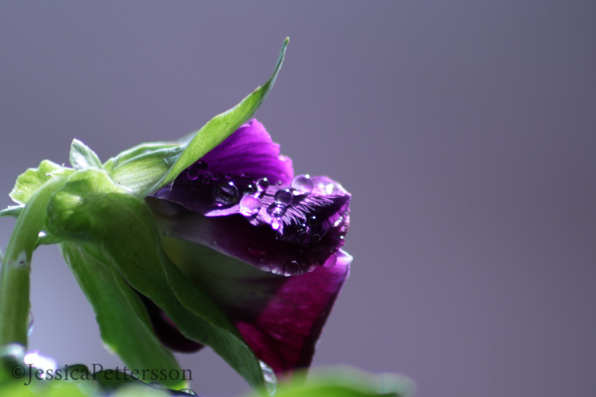 Sigma 70-300mm F4-5.6 APO DG Macro sample photo. Purple rain photography