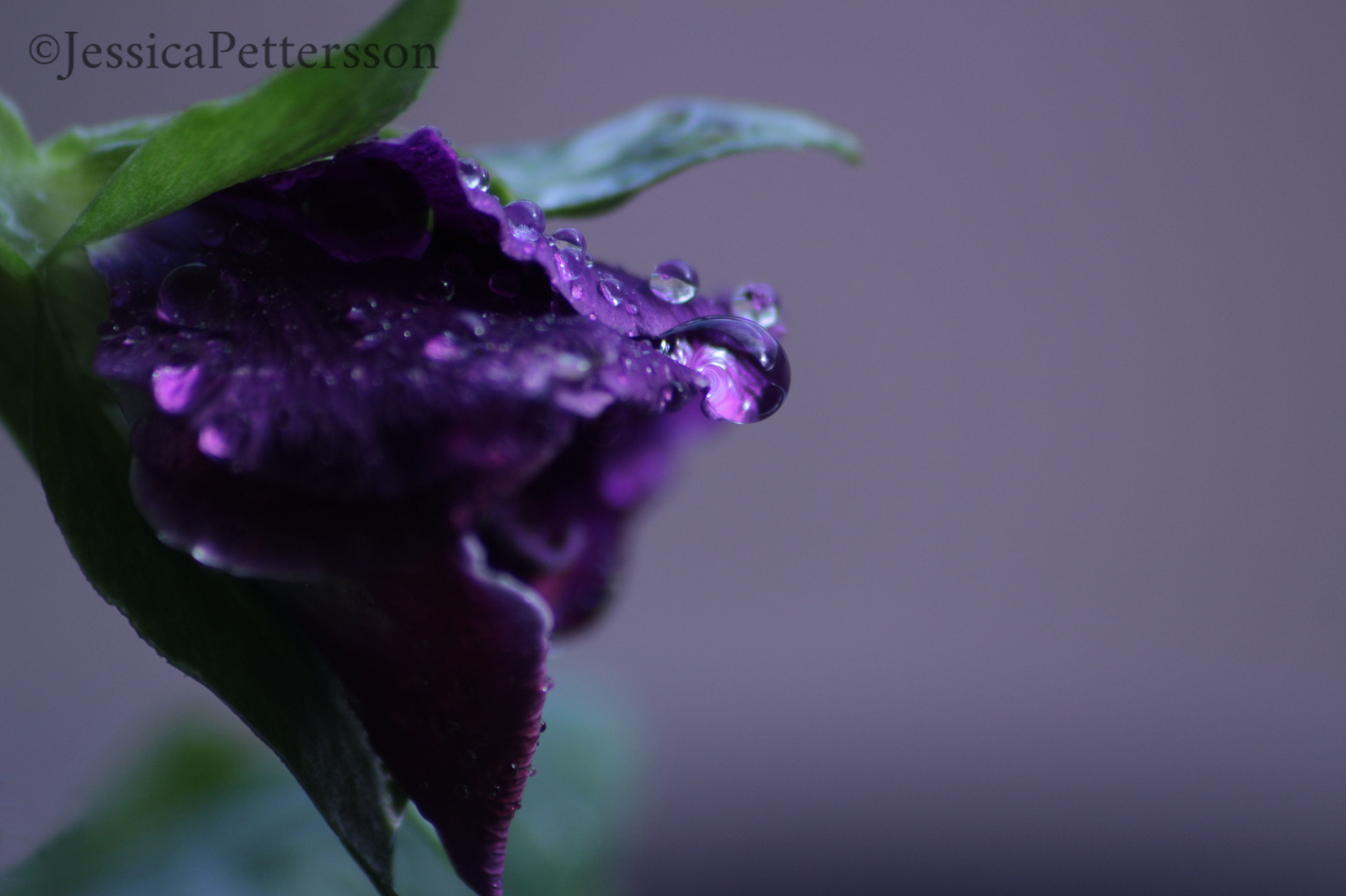 Sigma 70-300mm F4-5.6 APO DG Macro sample photo. Purple rain again photography