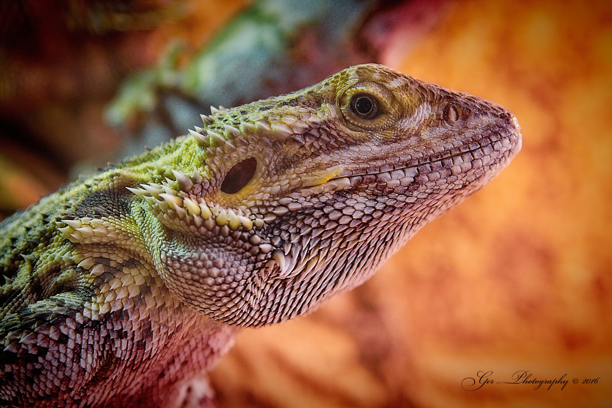 Canon EOS 1200D (EOS Rebel T5 / EOS Kiss X70 / EOS Hi) + Tamron AF 28-300mm F3.5-6.3 XR Di LD Aspherical (IF) Macro sample photo. My bearded dragon cleopatra photography