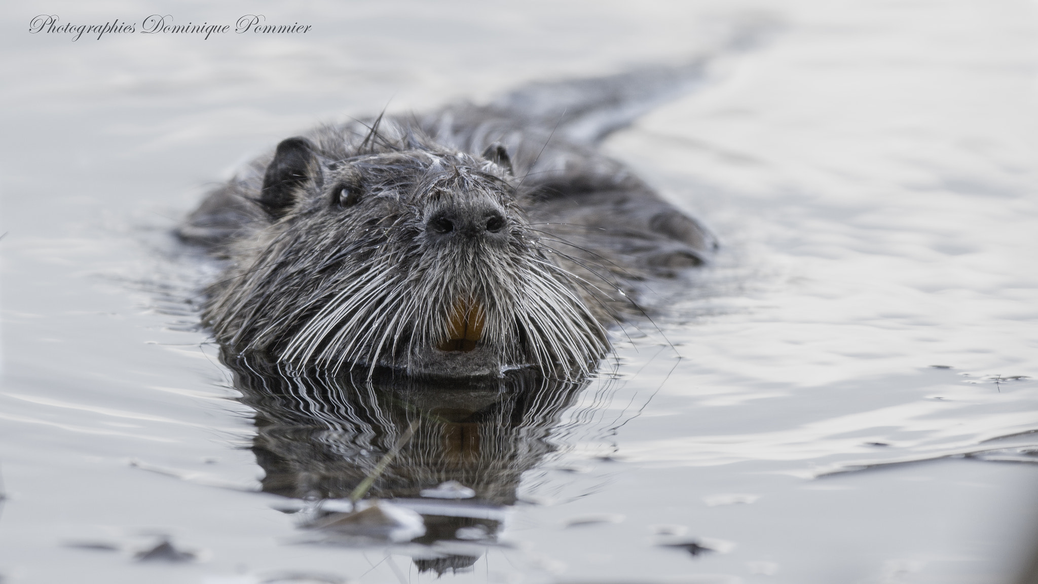 Canon EF 70-200mm F2.8L IS II USM sample photo. Ragondin 2 photography