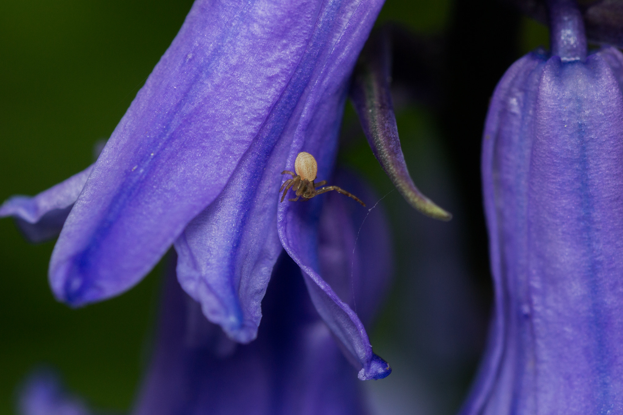 Nikon D3100 + AF Micro-Nikkor 60mm f/2.8 sample photo. The flower and the spider photography