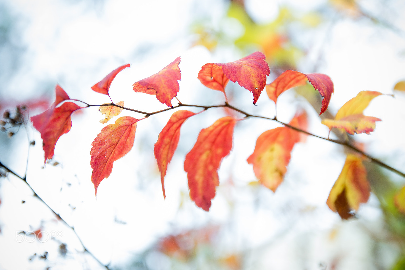 Nikon D600 sample photo. Red leaf photography