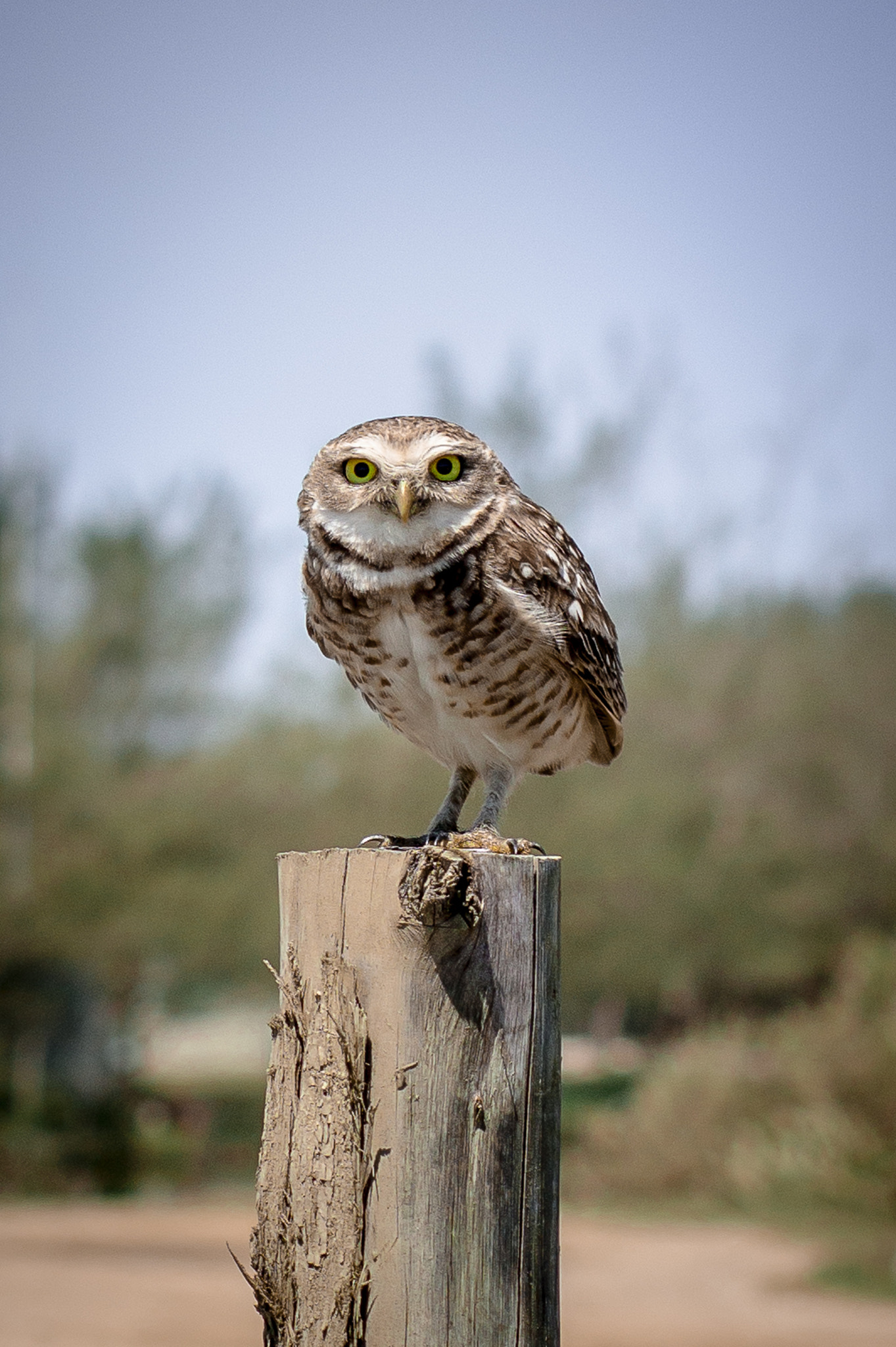 Sony Alpha NEX-5 + E 50mm F1.8 OSS sample photo. The owl photography