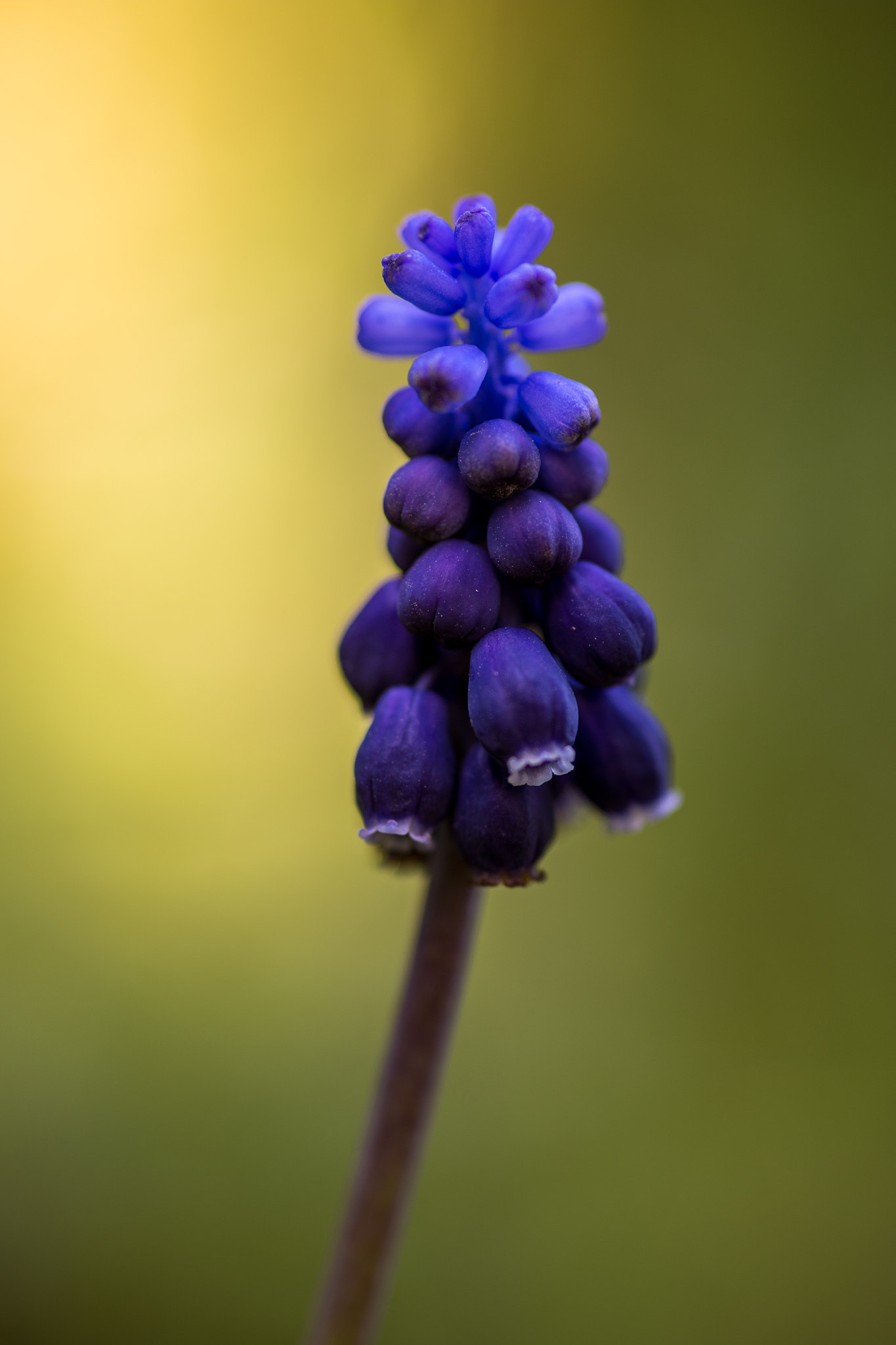 Canon EOS 6D + Sigma 105mm F2.8 EX DG Macro sample photo. Strange flower photography