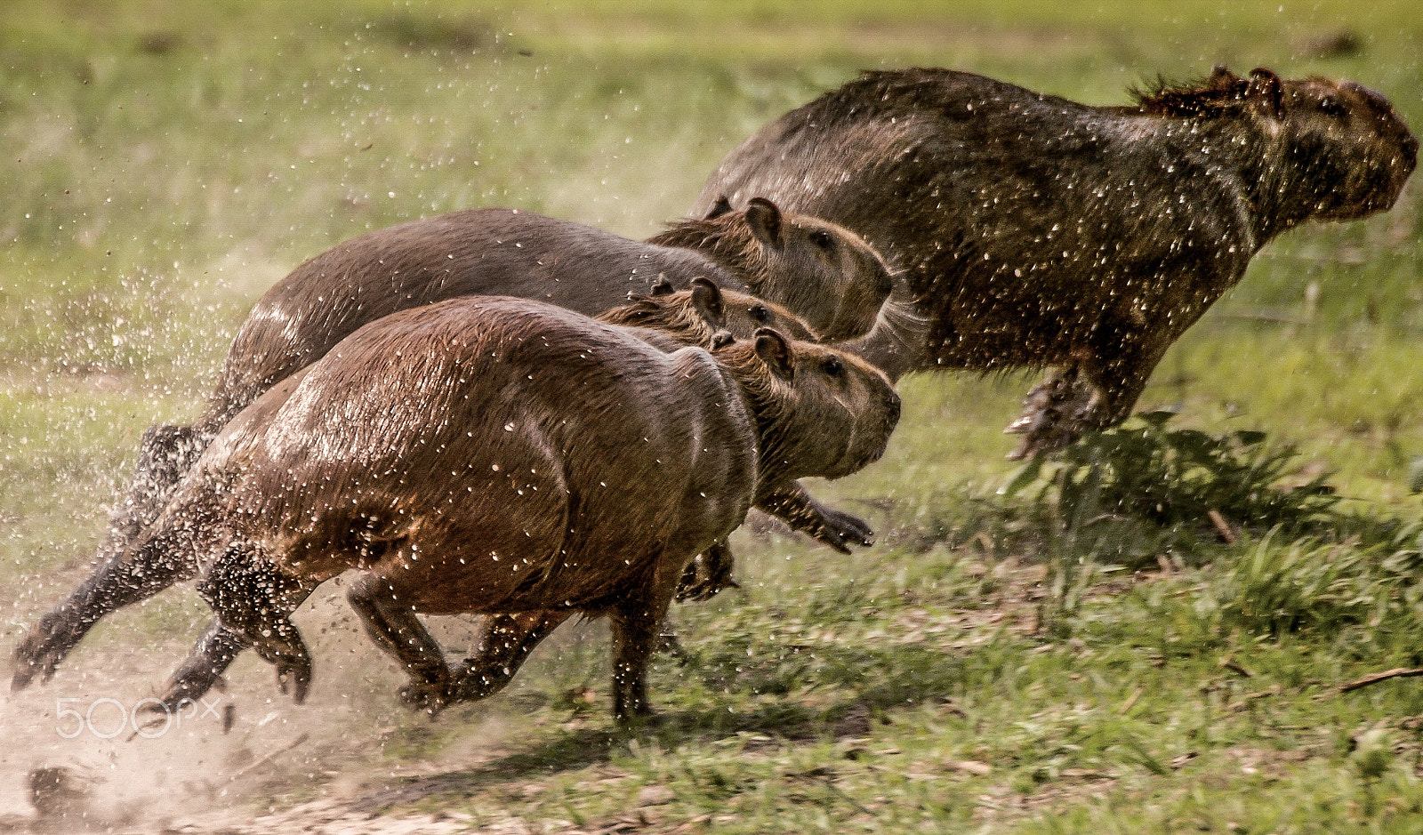 Nikon D70 + Sigma 135-400mm F4.5-5.6 APO Aspherical sample photo. Capibara photography