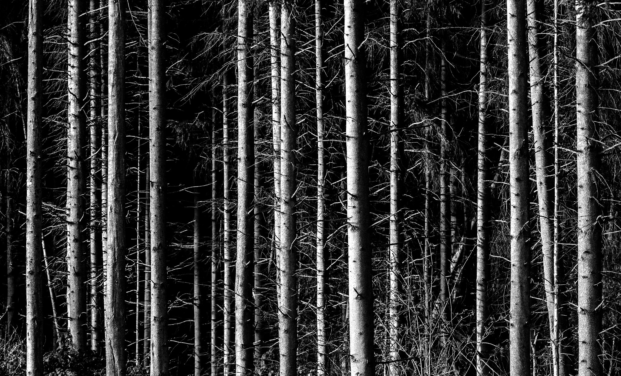 Minolta AF 200mm F2.8 G APO sample photo. Barcode photography
