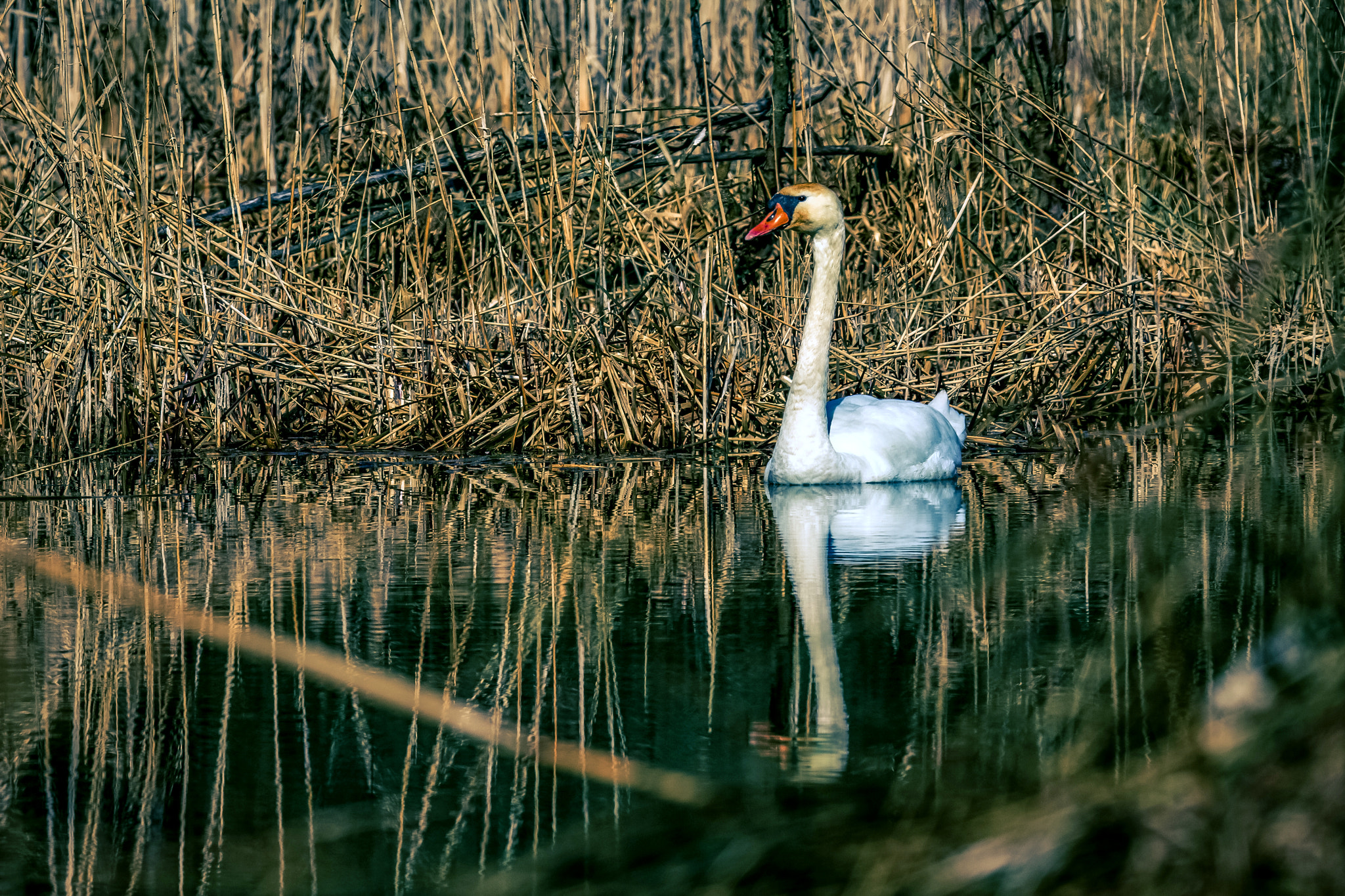 Canon EOS 700D (EOS Rebel T5i / EOS Kiss X7i) + Canon EF 80-200mm f/2.8L sample photo. Swan photography