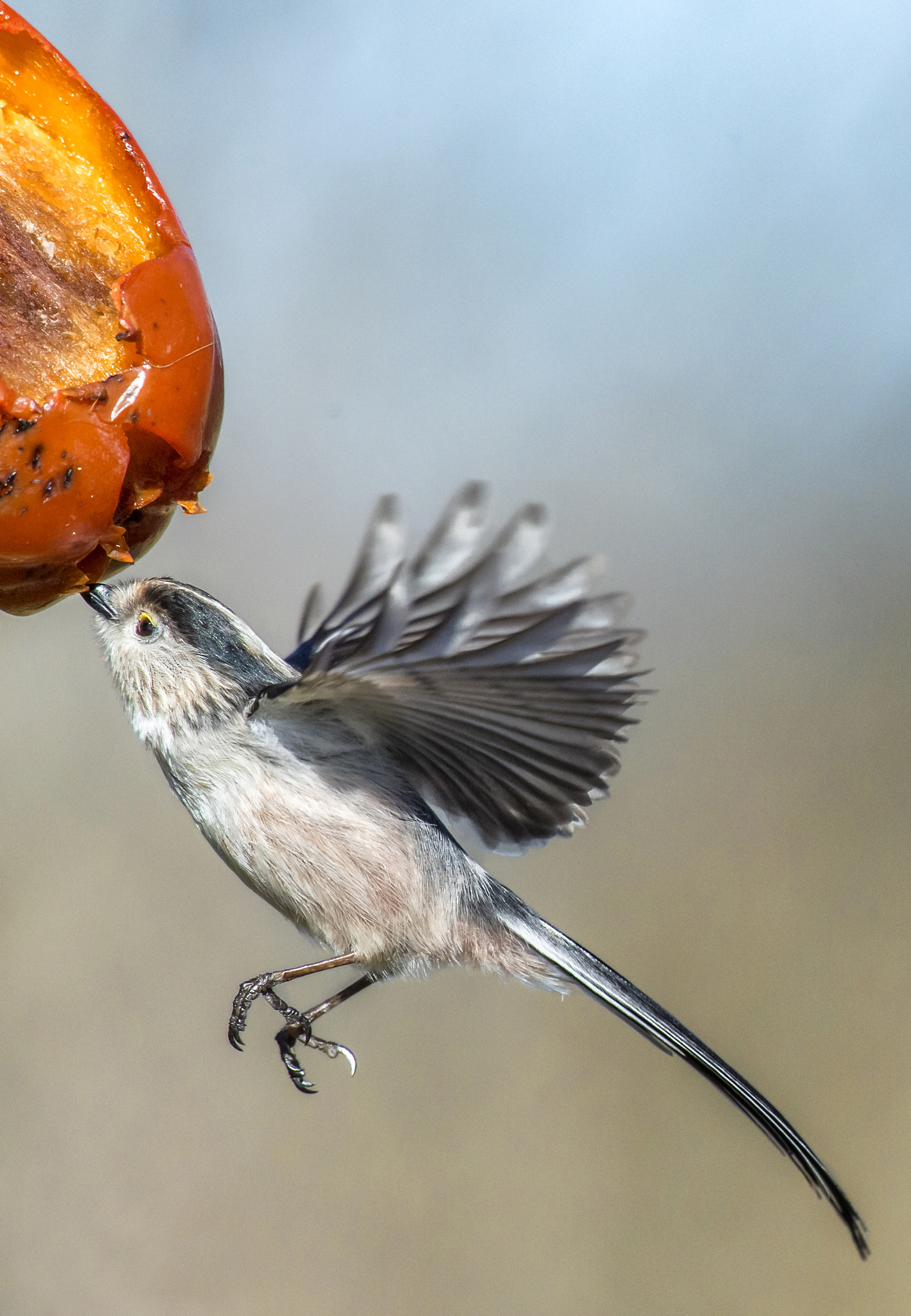 Nikon AF-S Nikkor 400mm F2.8G ED VR II sample photo. Codibugnolo photography