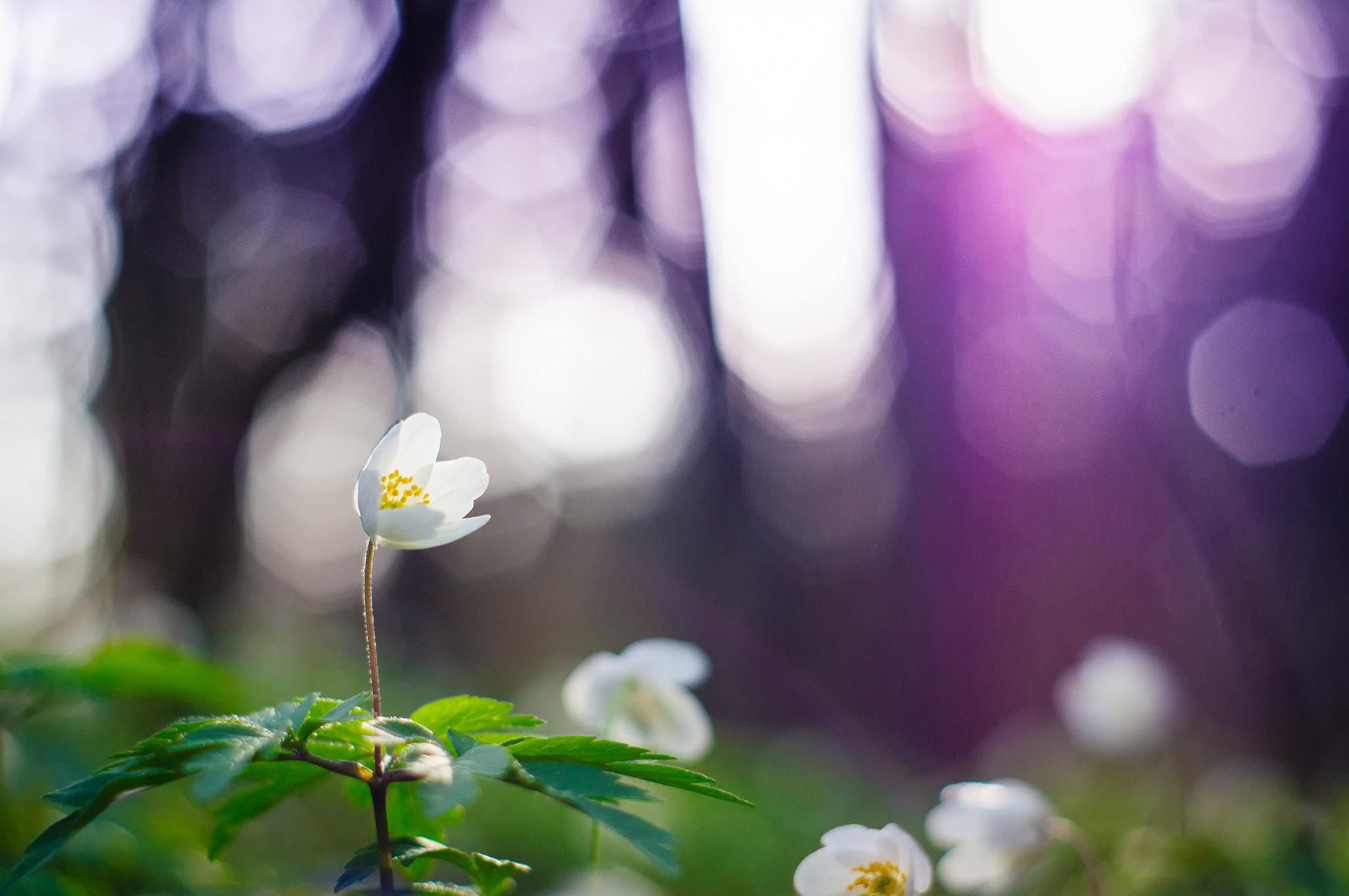 Sony Alpha DSLR-A580 + Minolta AF 50mm F1.7 sample photo. Spring tales photography
