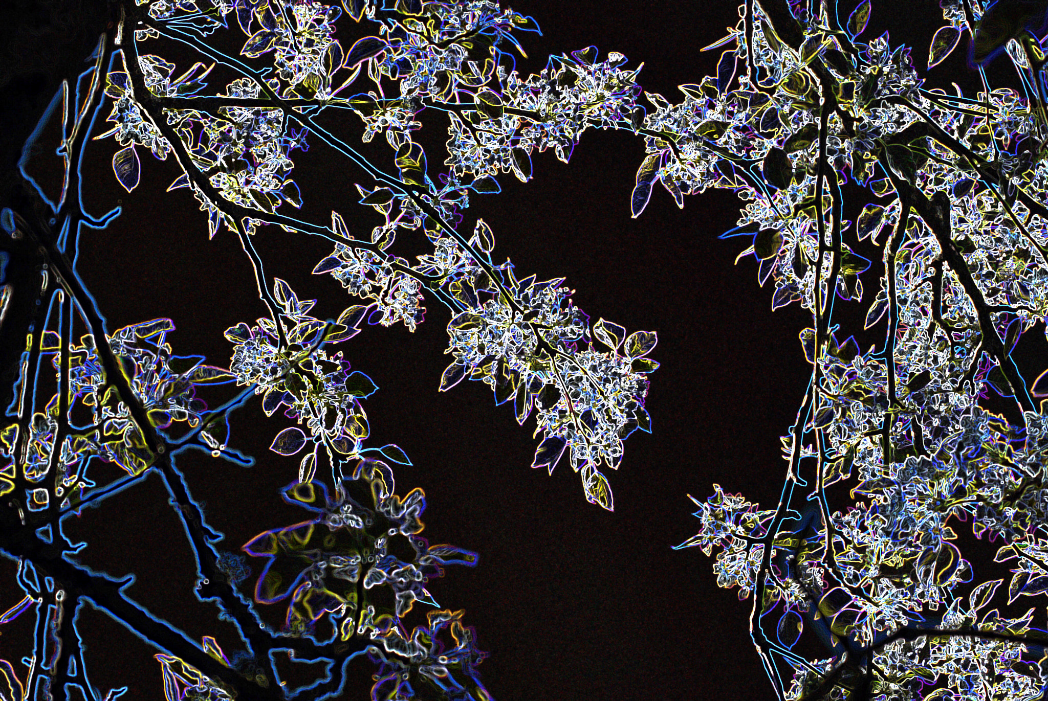 Nikon AF-Nikkor 80-200mm F2.8D ED sample photo. Abstract spring flower photography
