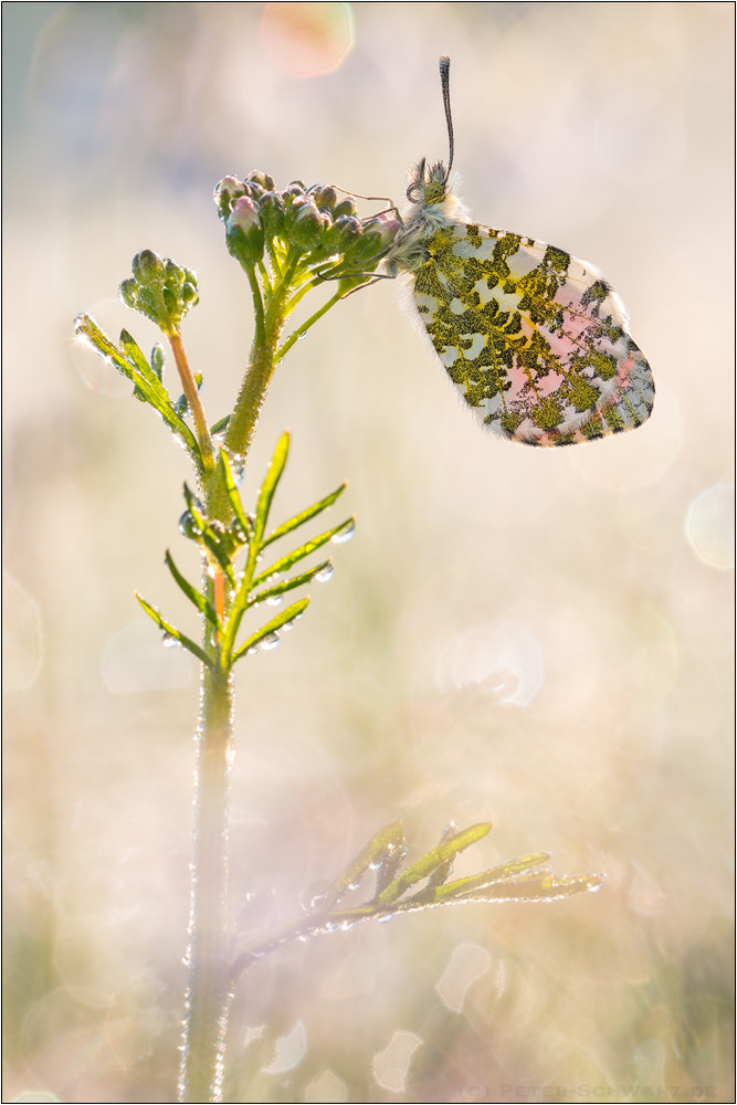 Sigma 150mm f/2.8 EX DG OS HSM APO Macro sample photo. Anthocharis cardamines photography