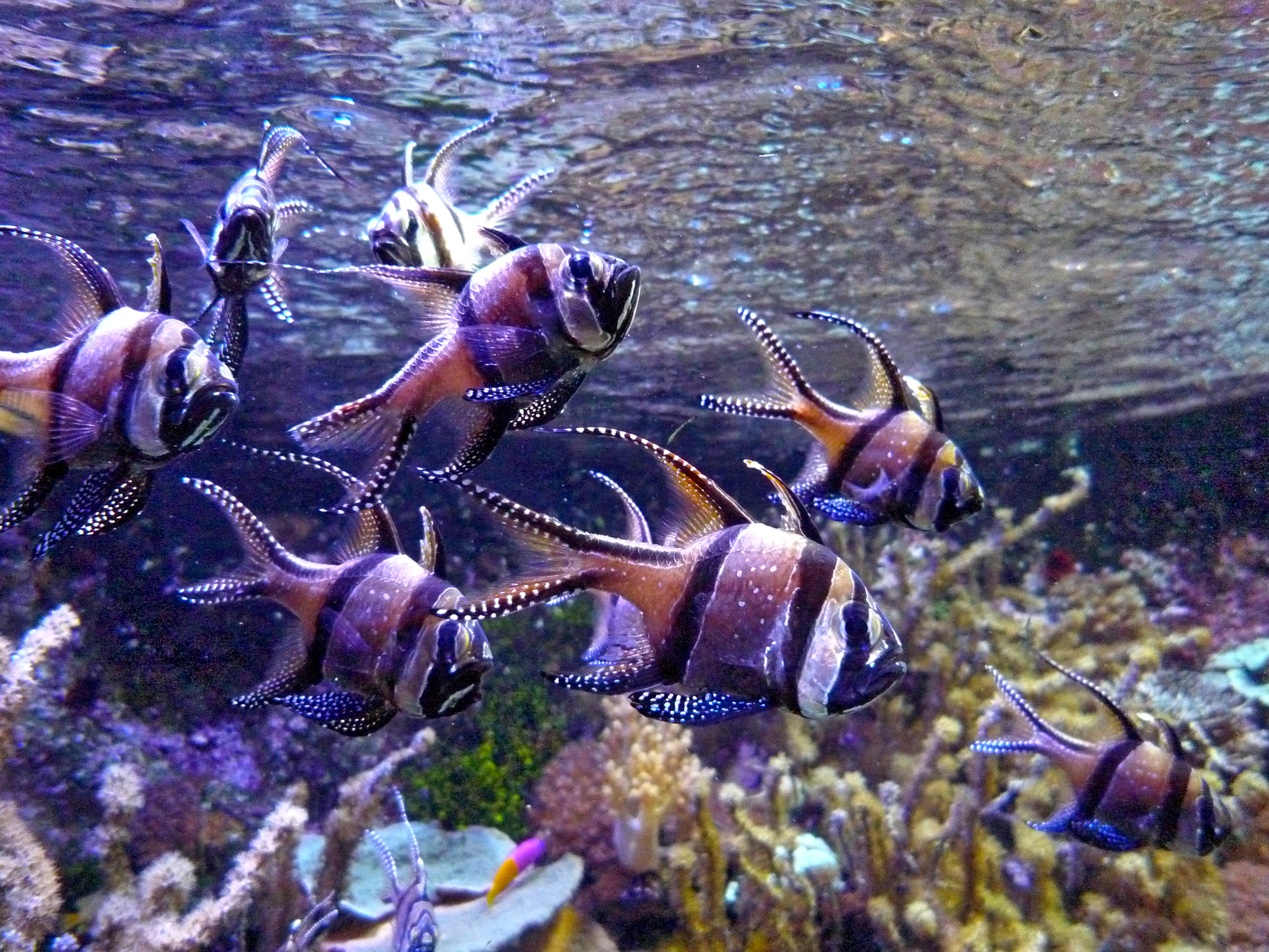 Panasonic DMC-FX35 sample photo. Fishes 0408 photography