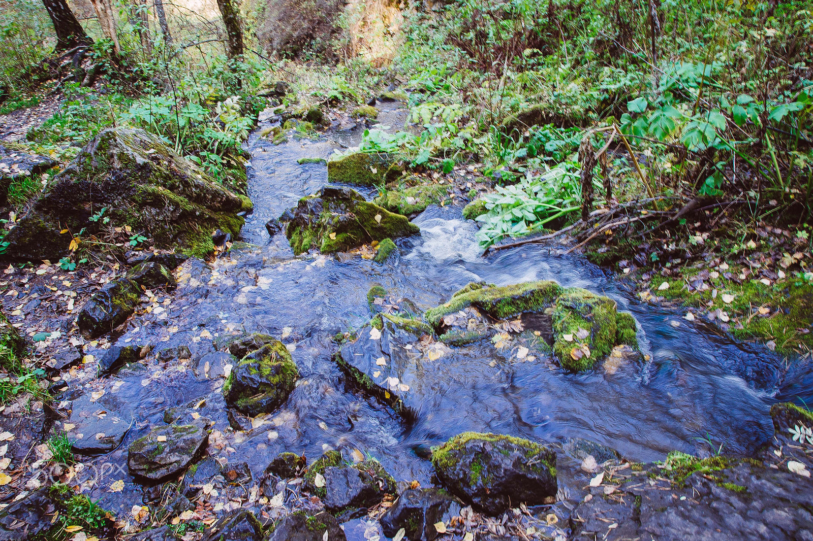 Nikon D600 + Tamron SP AF 17-50mm F2.8 XR Di II VC LD Aspherical (IF) sample photo. Forest stream photography
