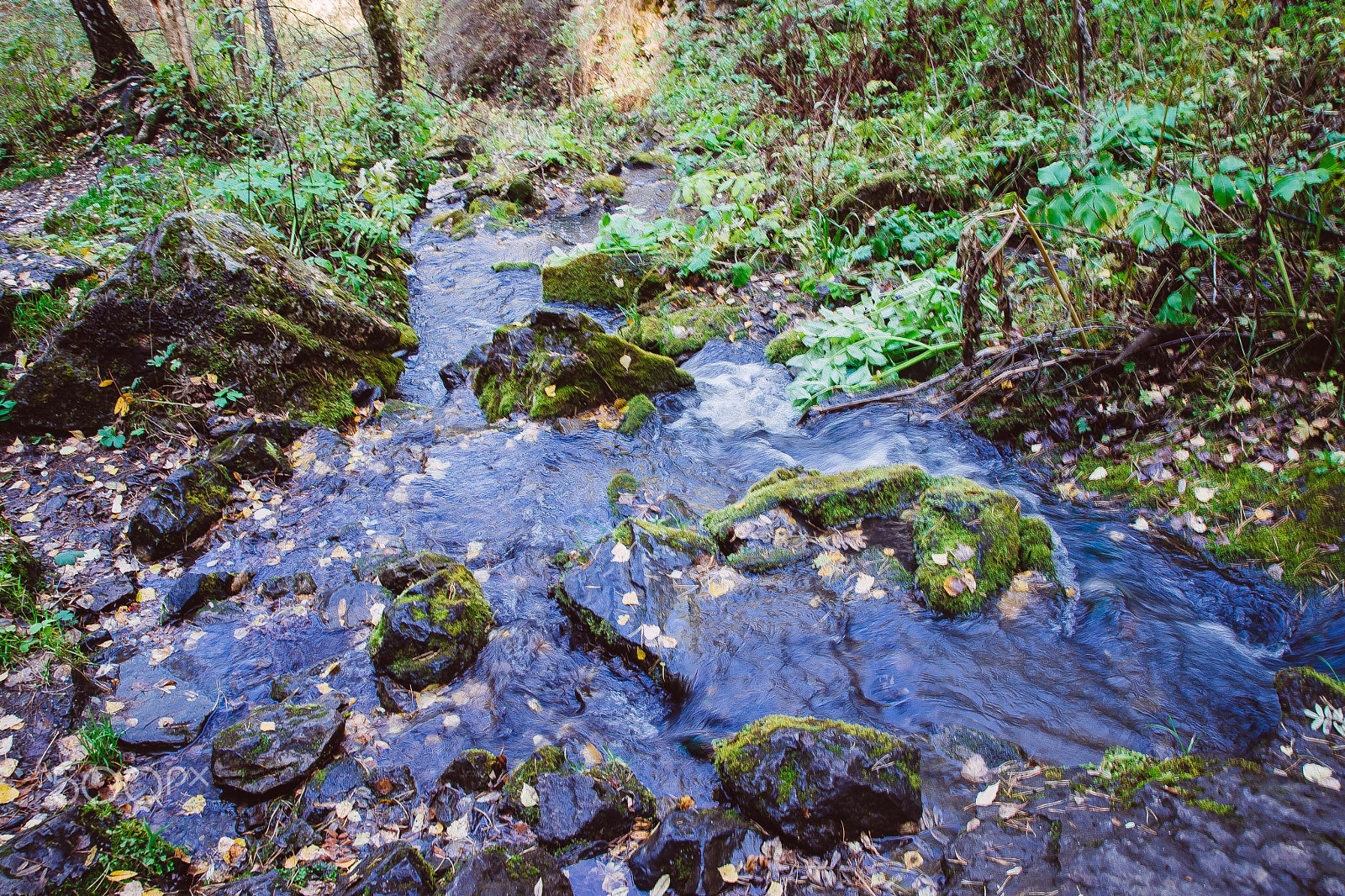 Nikon D600 sample photo. Forest stream photography