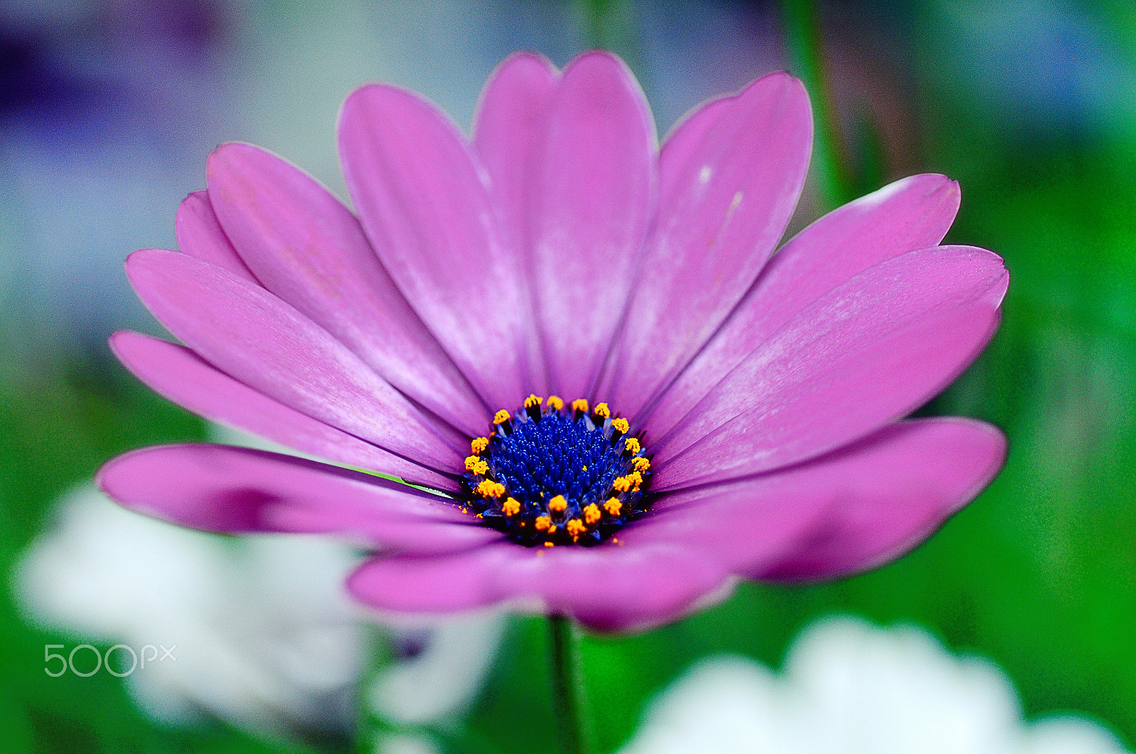 Nikon D300 + Nikon AF Micro-Nikkor 60mm F2.8D sample photo. Flower photography