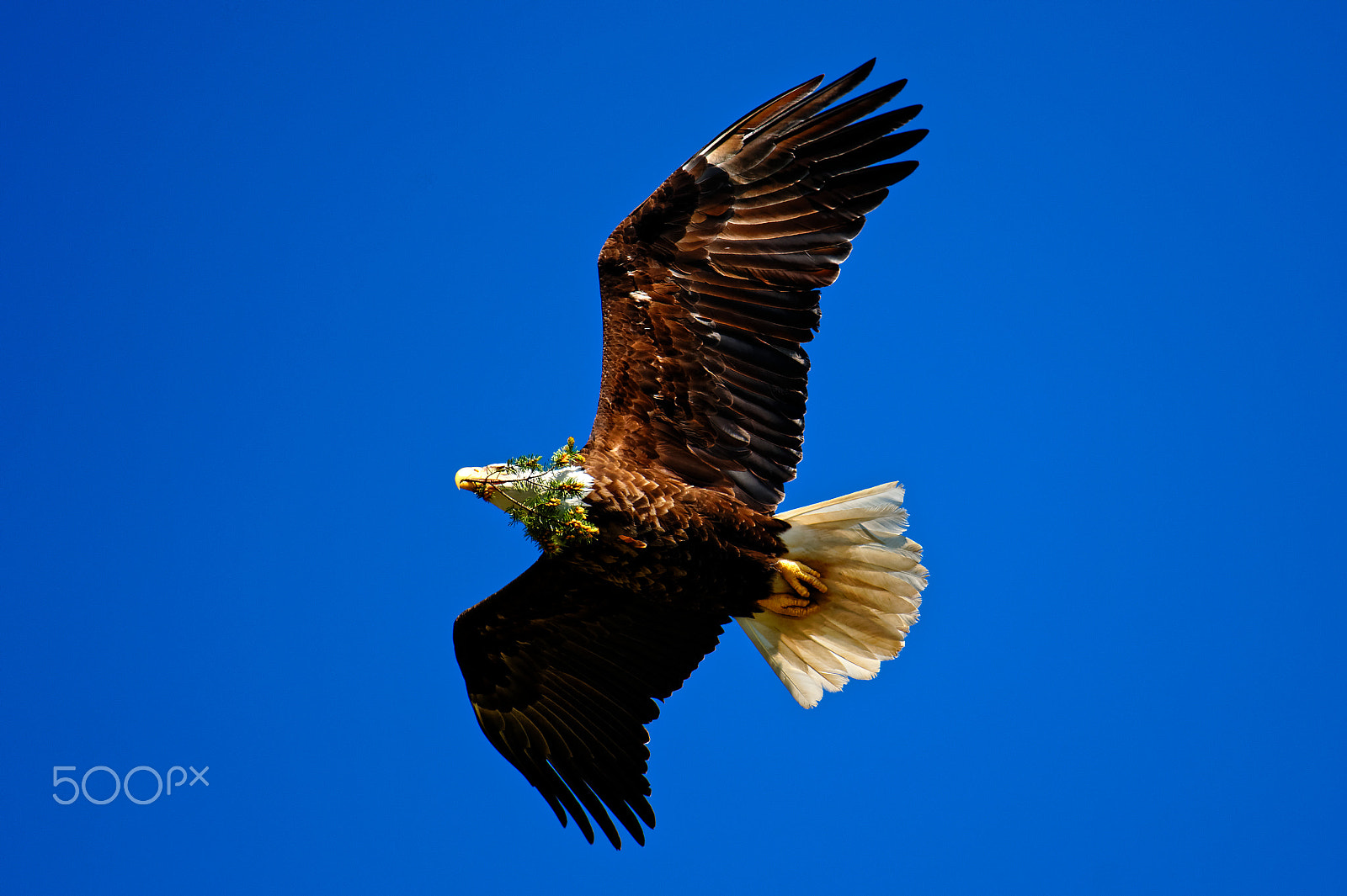 Nikon AF-S Nikkor 200-500mm F5.6E ED VR sample photo. Bald eagle with nesting branch photography