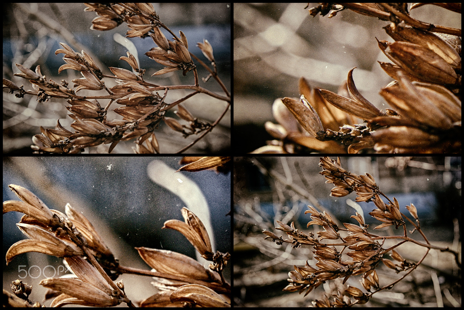 Pentax K200D sample photo. Lilacs in early spring. 4 view photography