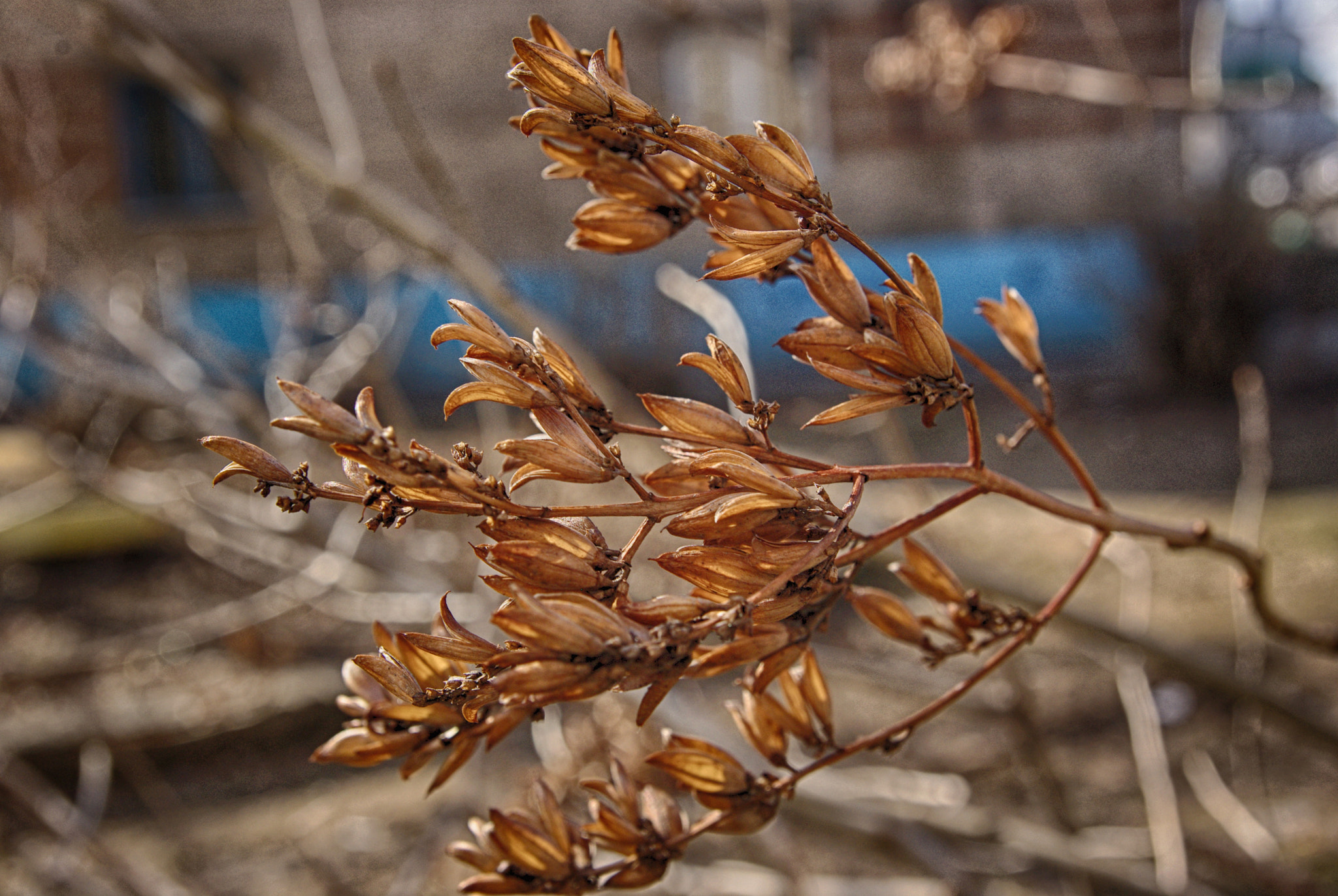 Pentax K200D sample photo. Lilacs in early spring photography