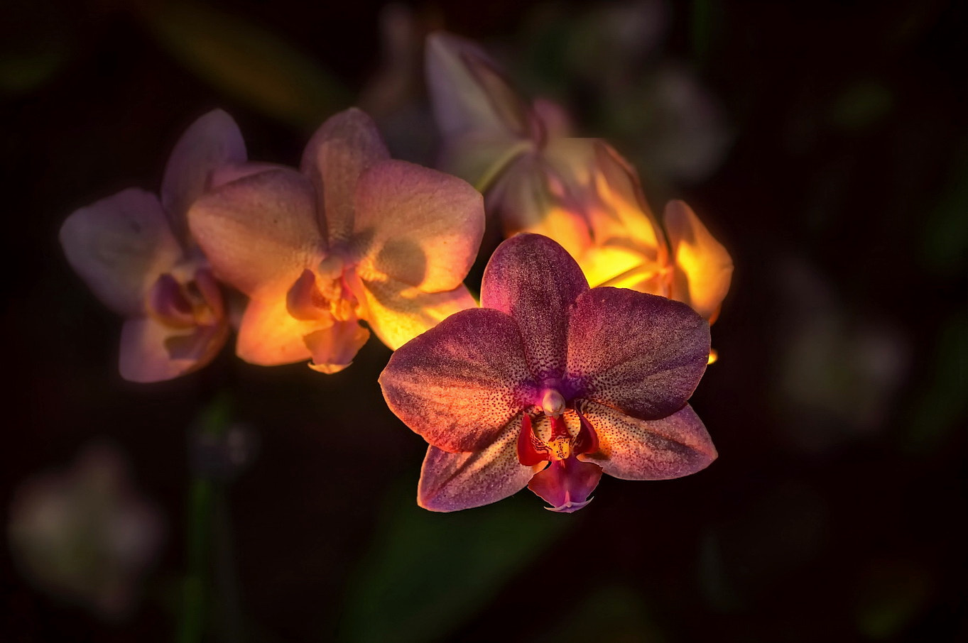 Sony Alpha DSLR-A580 + Tamron SP AF 90mm F2.8 Di Macro sample photo. Орхидея photography