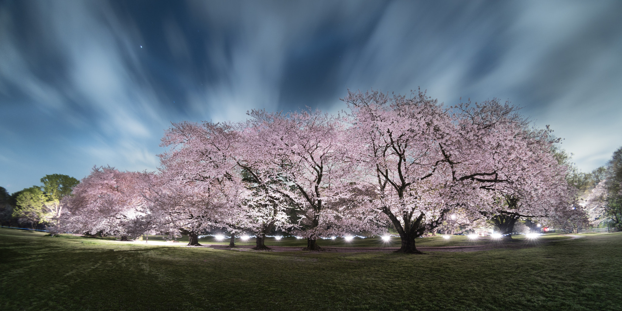 Nikon D810A + Nikon AF DX Fisheye-Nikkor 10.5mm F2.8G ED sample photo. Sakura photography